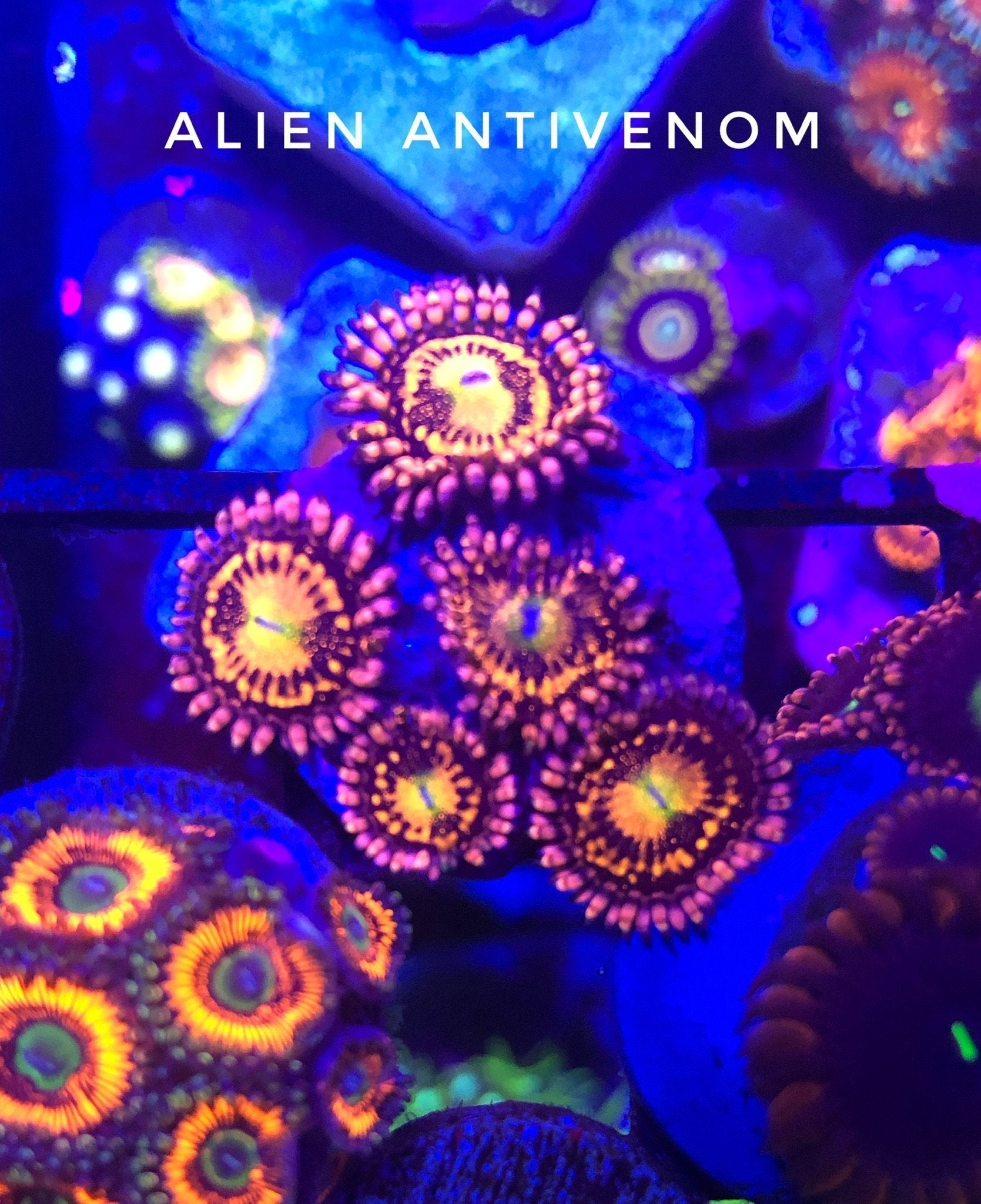Alien Antivenom (Designer)