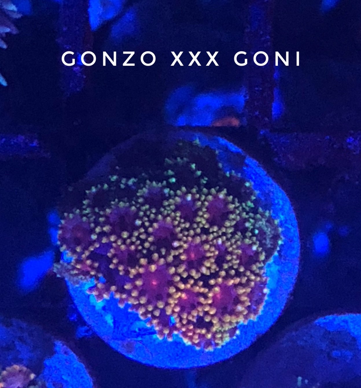 Gonzo XXX