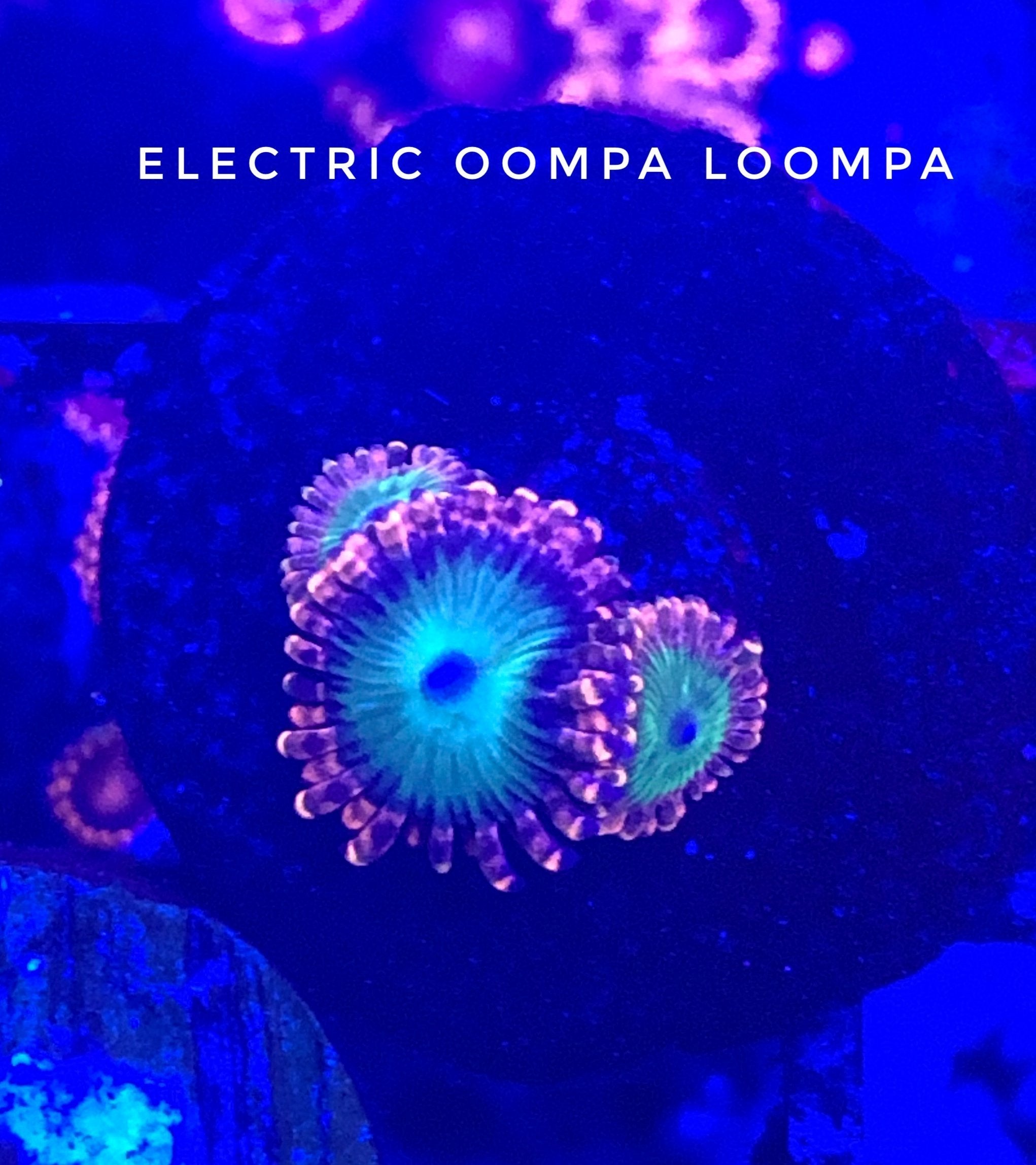 Electric Oompa Loompa (Designer)