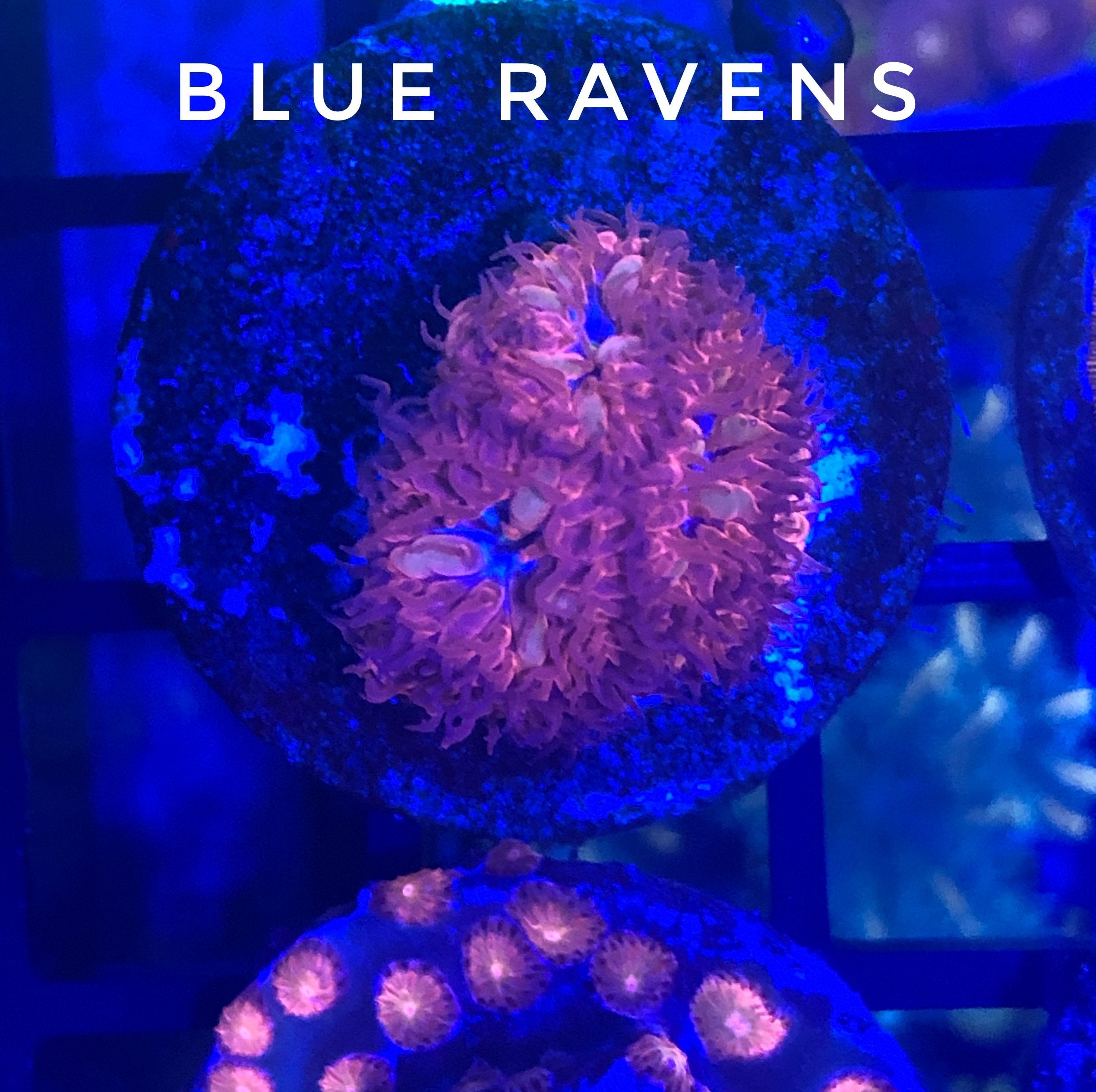 Blue Ravens (3-5 Heads)