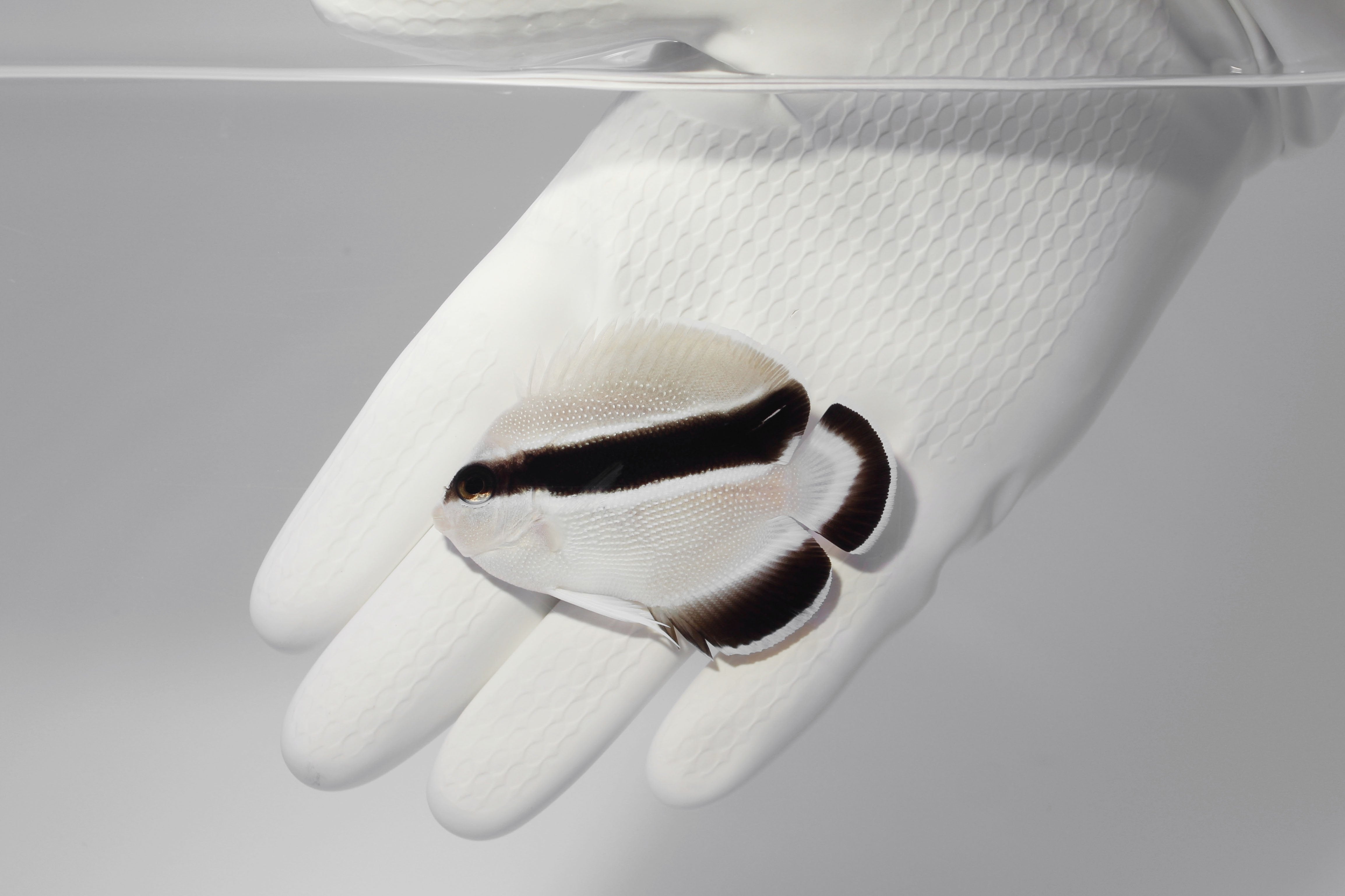 Bandit Angelfish (Apolemichthys arcuatus)