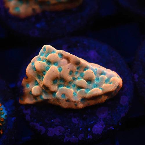 Beach Bum Montipora