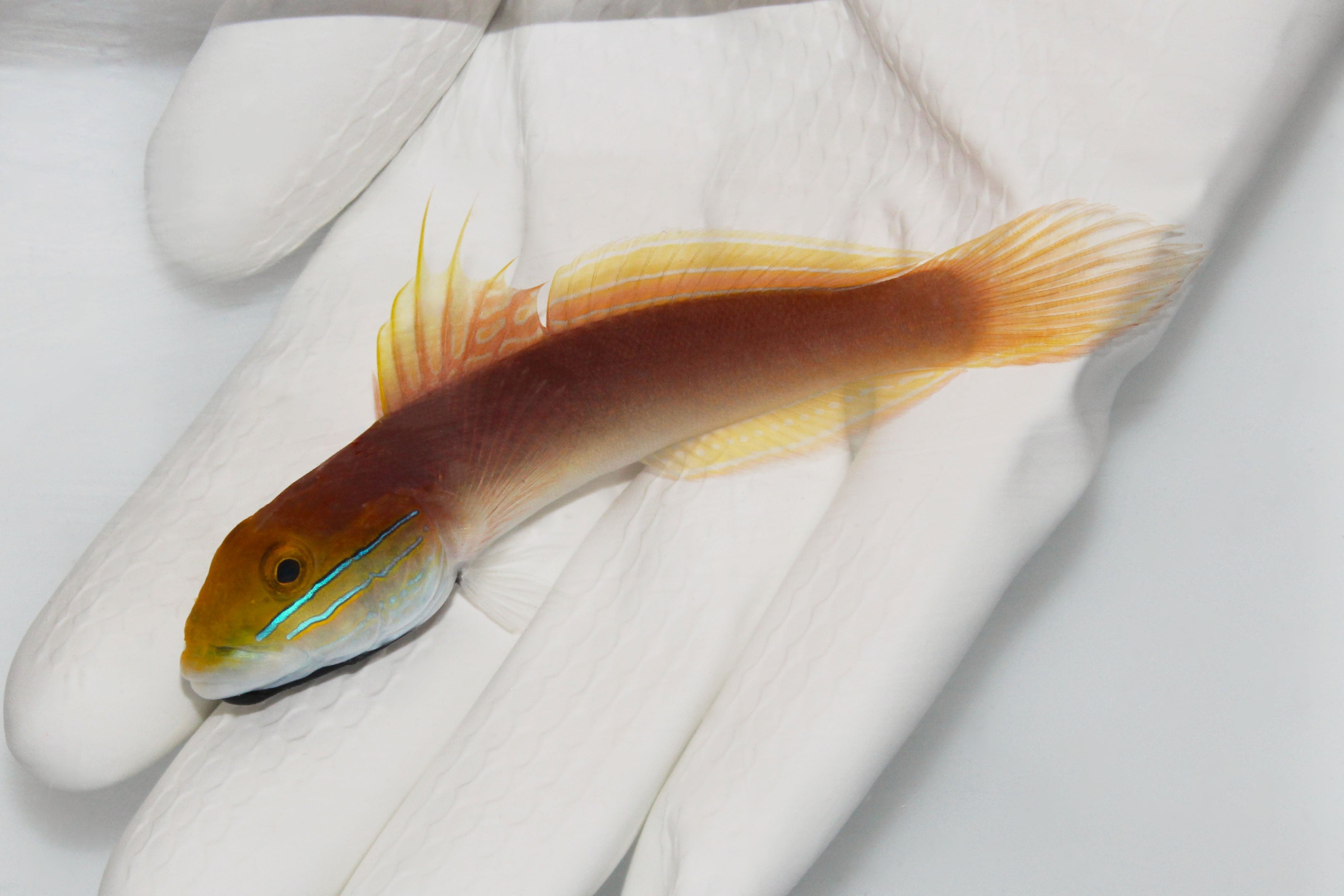Bella Goby Valencienna bella sifting sand
Sand-sifting Bella Goby in reef aquarium
Close up of Bella Goby striking markings
Bella Goby among live rock and sand
Healthy Bella Goby from TSM Aquatics