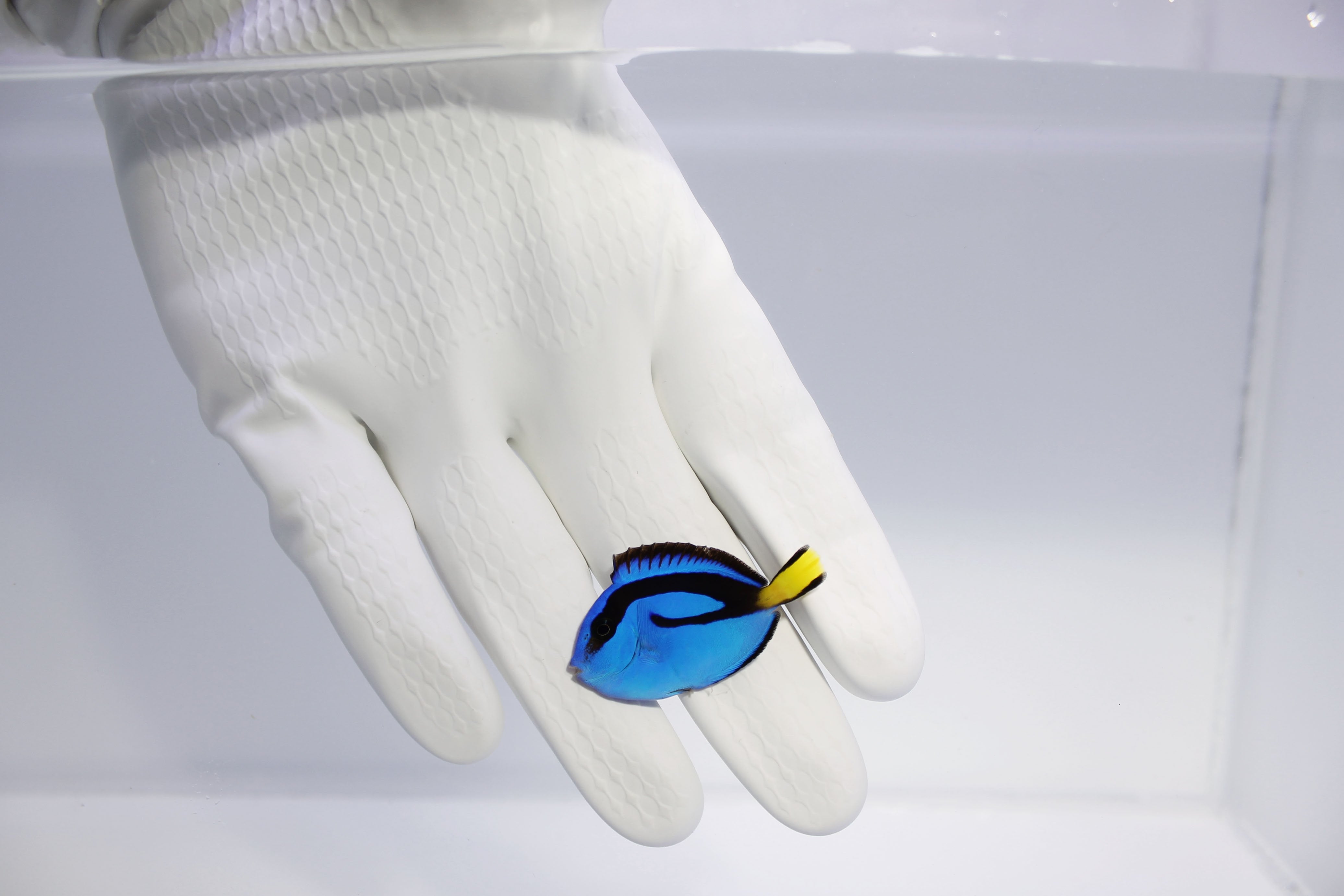 Blue Hippo Tang Paracanthurus hepatus swimming in reef aquarium
Quarantined Blue Hippo Tang for sale from TSM Aquatics
Vibrant blue surgeonfish grazing algae in saltwater tank
Reef-safe Blue Hippo Tang under marine lighting