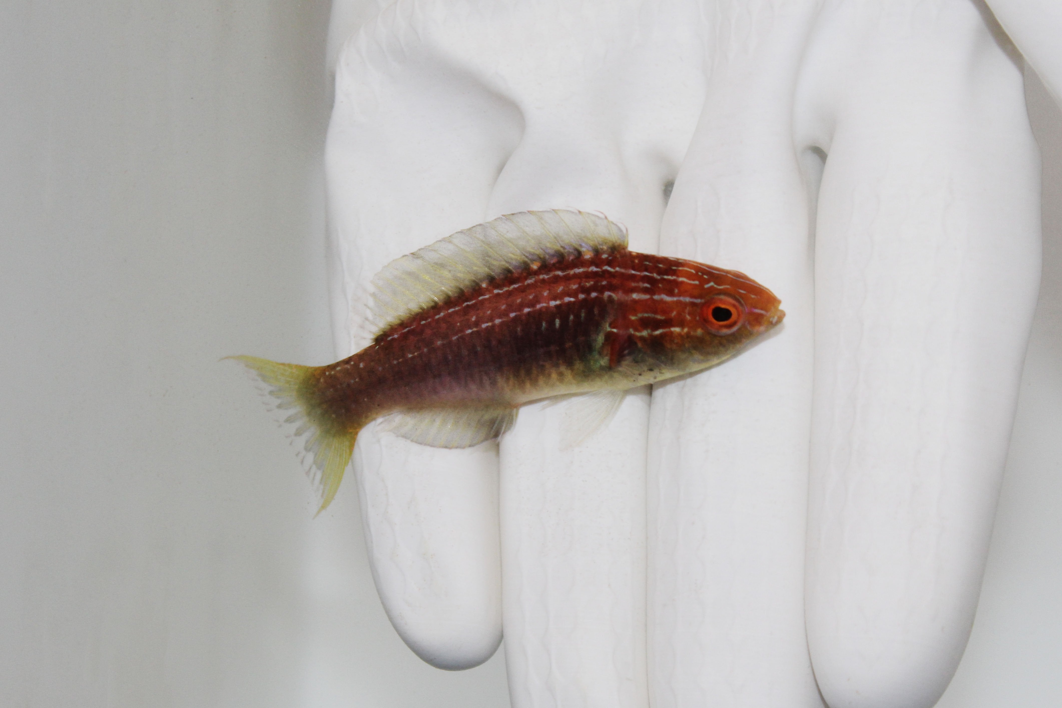 Brunneus Fairy Wrasse (Cirrhilabrus brunneus)11/25(pre-order)