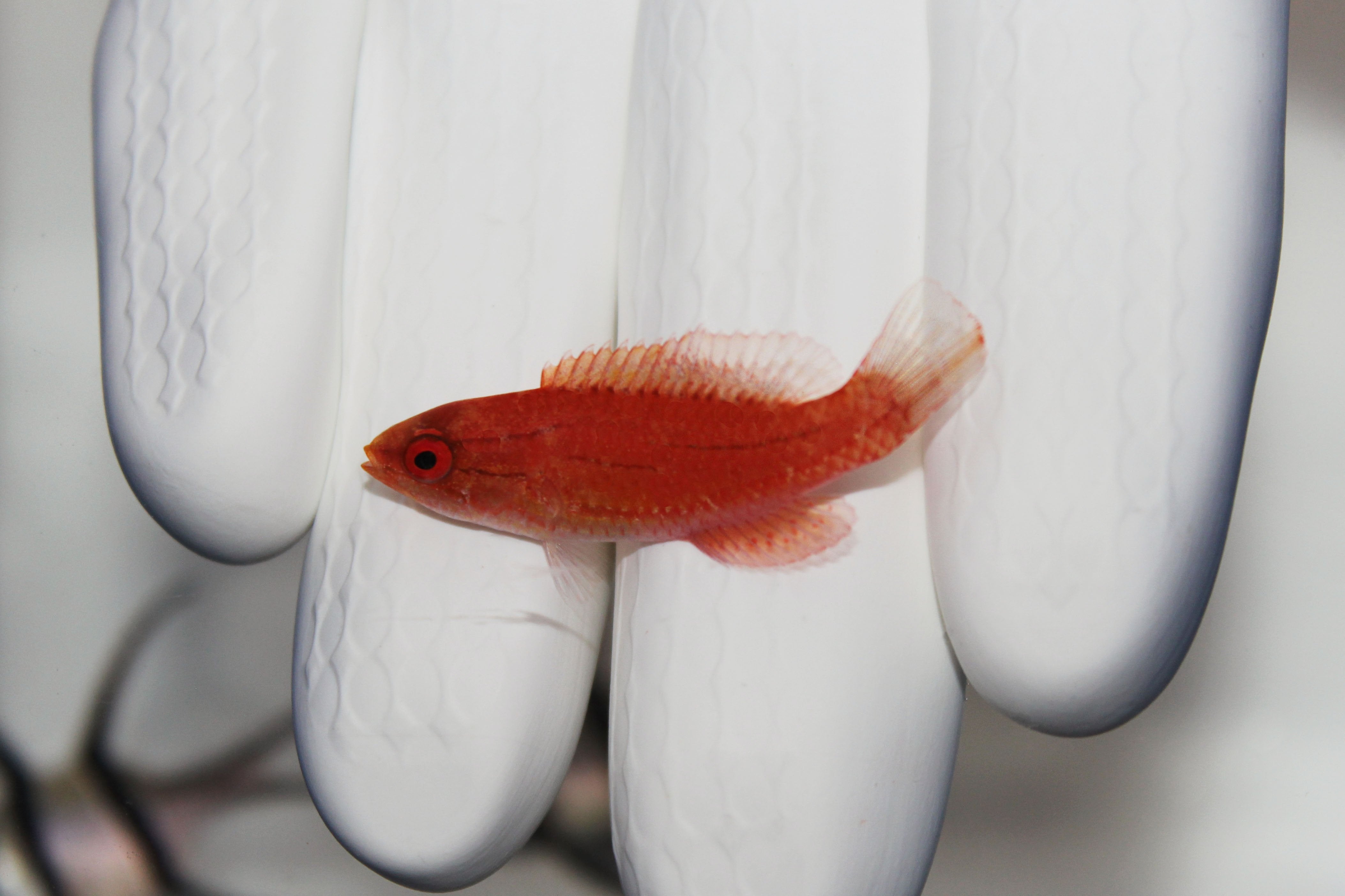 Carpenters Flasher Wrasse (Paracheilinus carpenteri) swimming in reef aquarium
Quarantined Carpenters Flasher Wrasse for sale from TSM Aquatics
Reef-safe flasher wrasse flashing fins during courtship
Bright red and blue Carpenter’s Flasher Wrasse in saltwater display tank