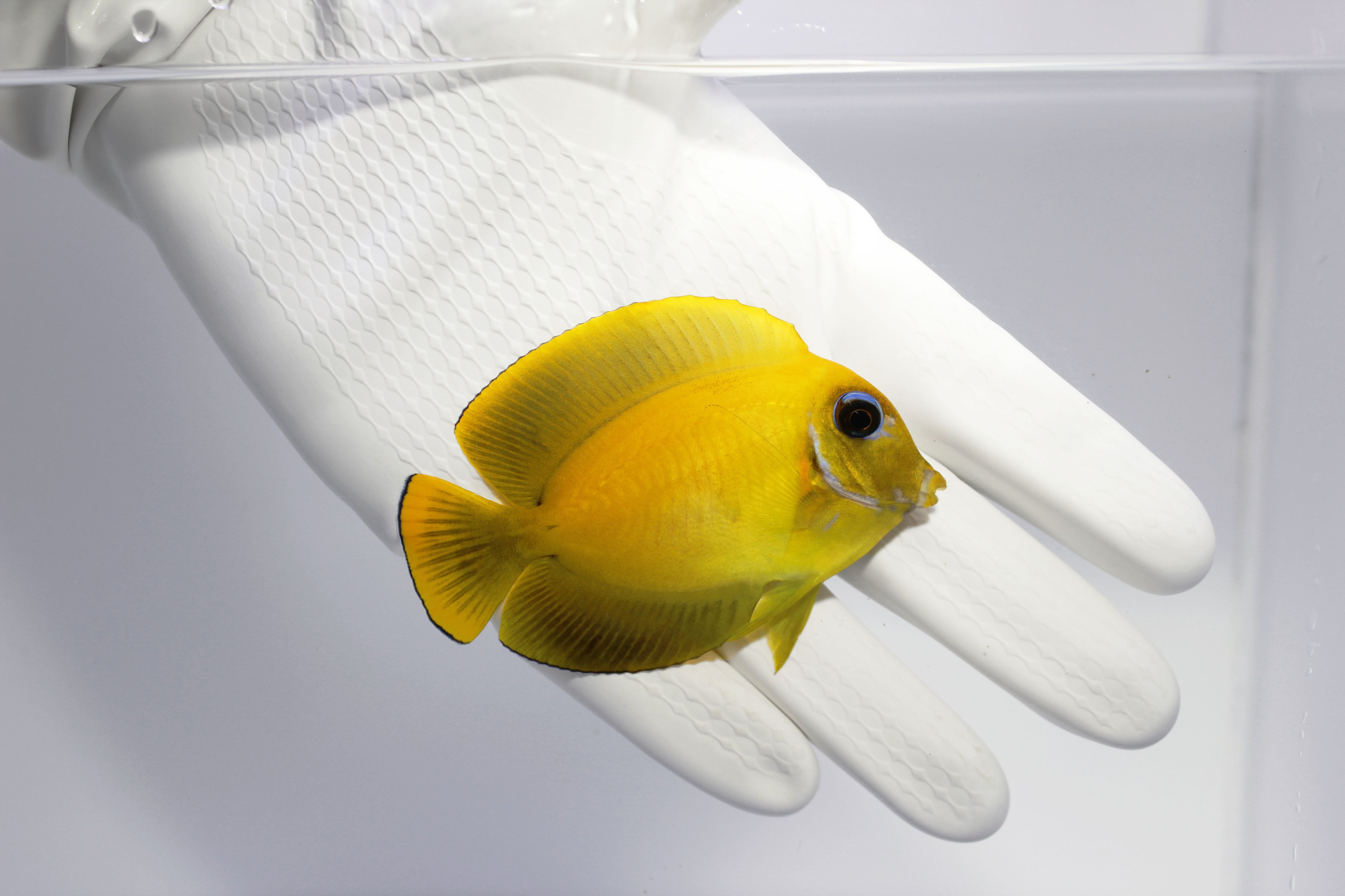 Chocolate Mimic Tang Acanthurus pyroferus grazing algae in saltwater aquarium
Quarantined Chocolate Mimic Tang for sale from TSM Aquatics
Reef-safe herbivore tang with chocolate adult coloration
Healthy juvenile chocolate mimic tang in reef tank