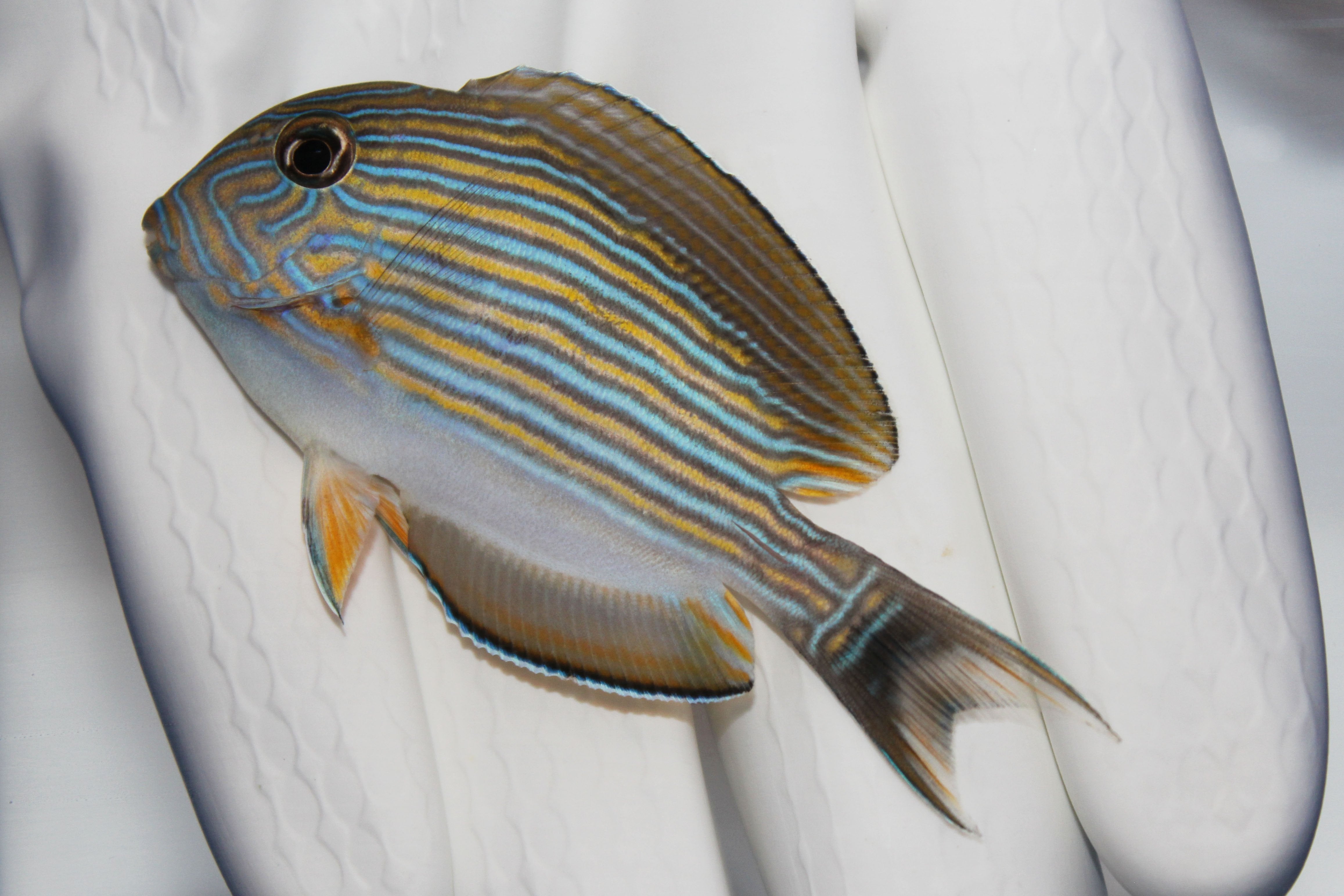 Clown Surgeonfish Acanthurus lineatus showing blue yellow stripes
Electric striped tang swimming in reef aquarium
Close up of Clown Surgeonfish body pattern
Healthy Clown Surgeonfish among live rock
Quarantined Clown Surgeonfish from TSM Aquatics
