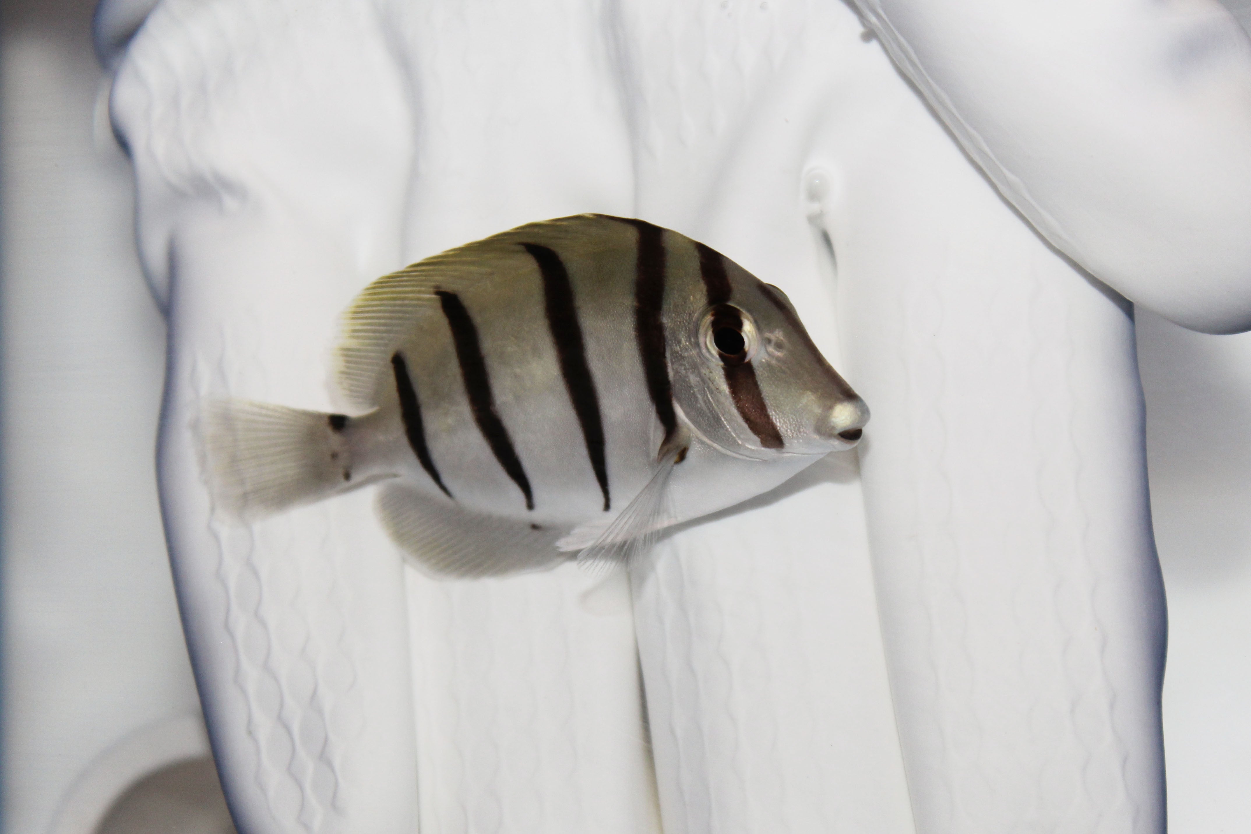 Convict Tang (Acanthurus triostegus) swimming in reef aquarium
Five-banded Convict Tang for sale from TSM Aquatics
Reef-safe herbivore tang controlling algae in saltwater tank
Peaceful Convict Tang with vertical stripes – reef-safe surgeonfish