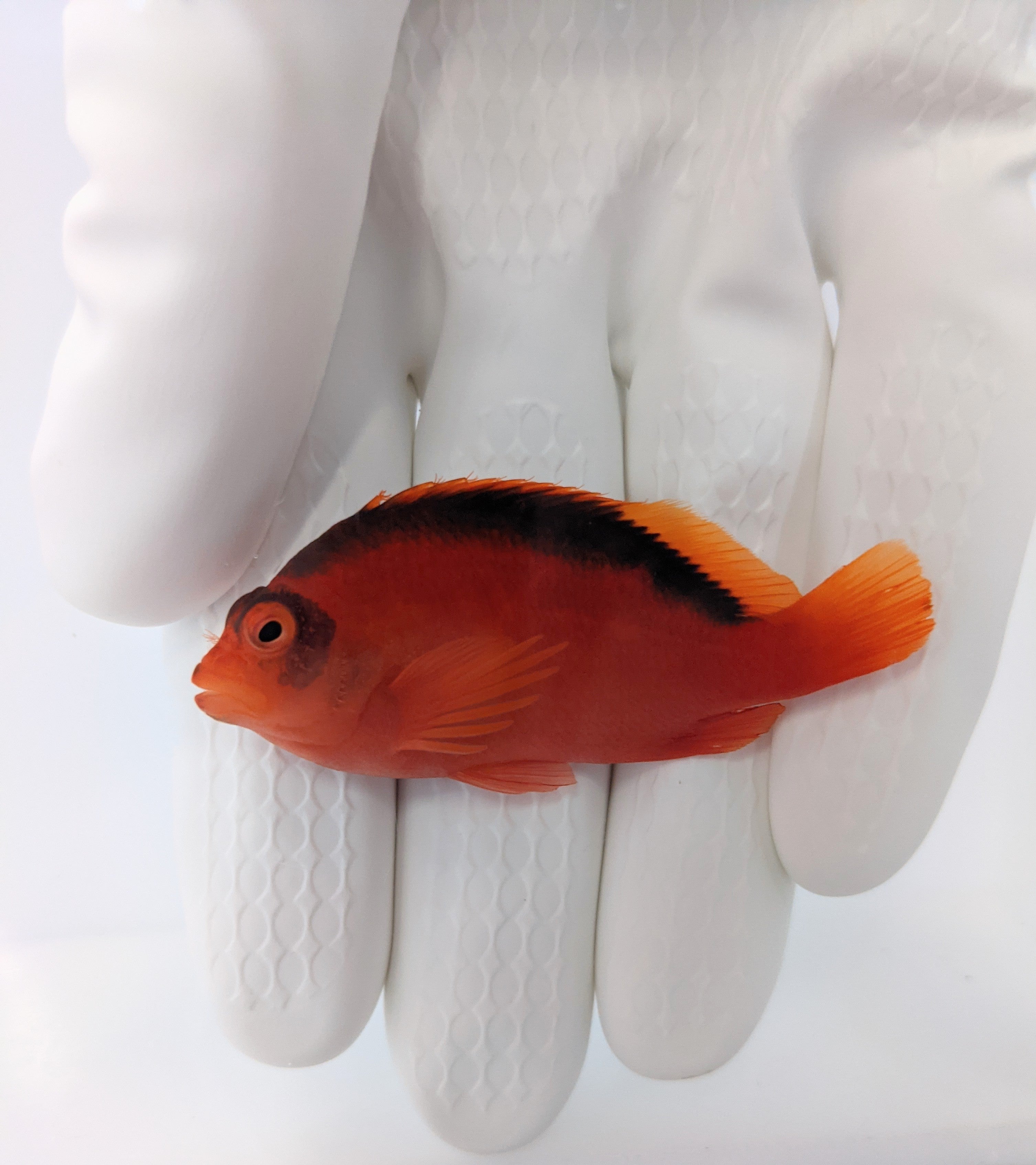 Flame Hawkfish (Neocirrhites armatus)11/25(Pre-order)