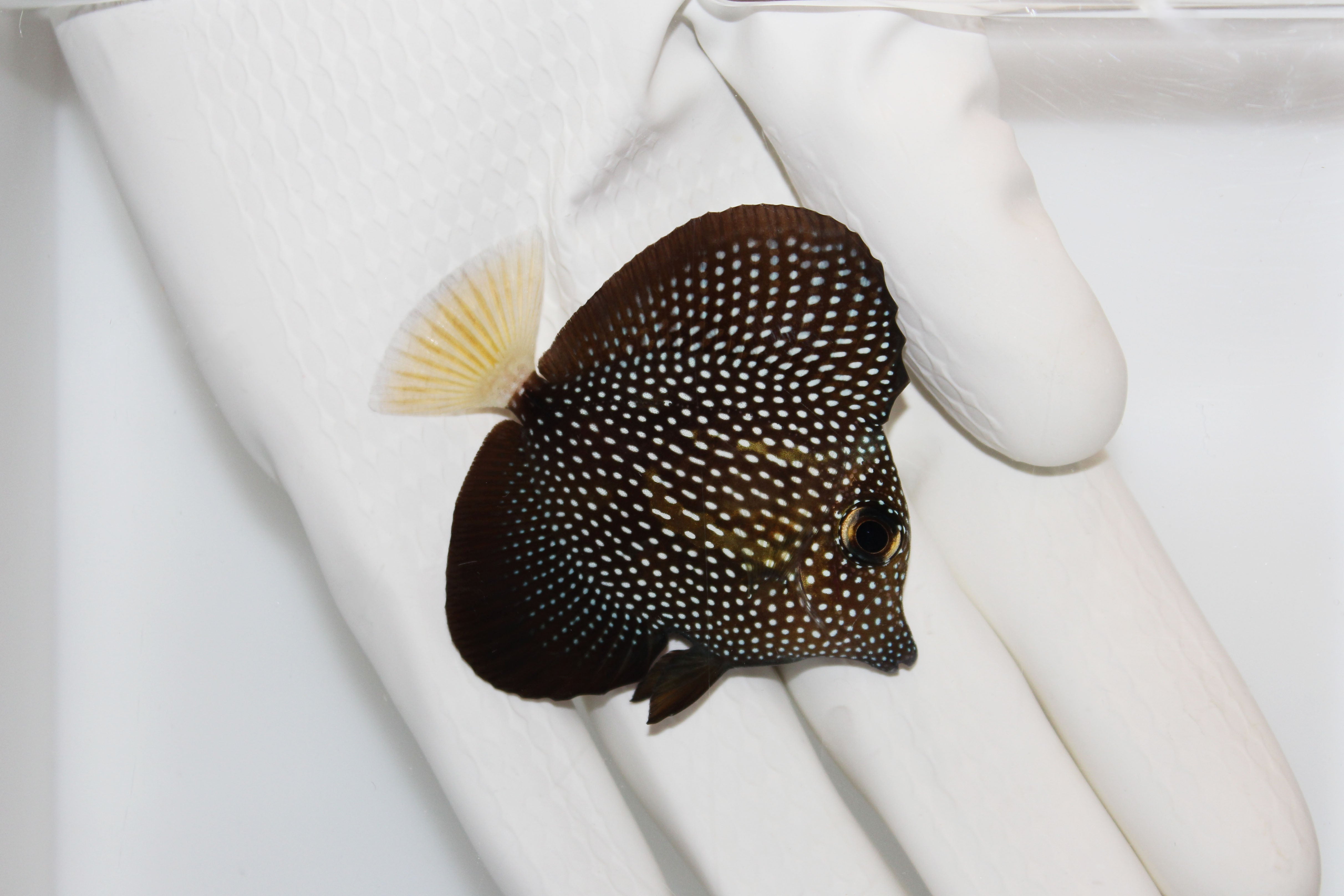 Gem Tang (Zebrasoma gemmatum) swimming in reef aquarium
Quarantined Gem Tang for sale from TSM Aquatics
Rare black tang with white spots – Zebrasoma gemmatum
Healthy reef-safe Gem Tang in saltwater tank
