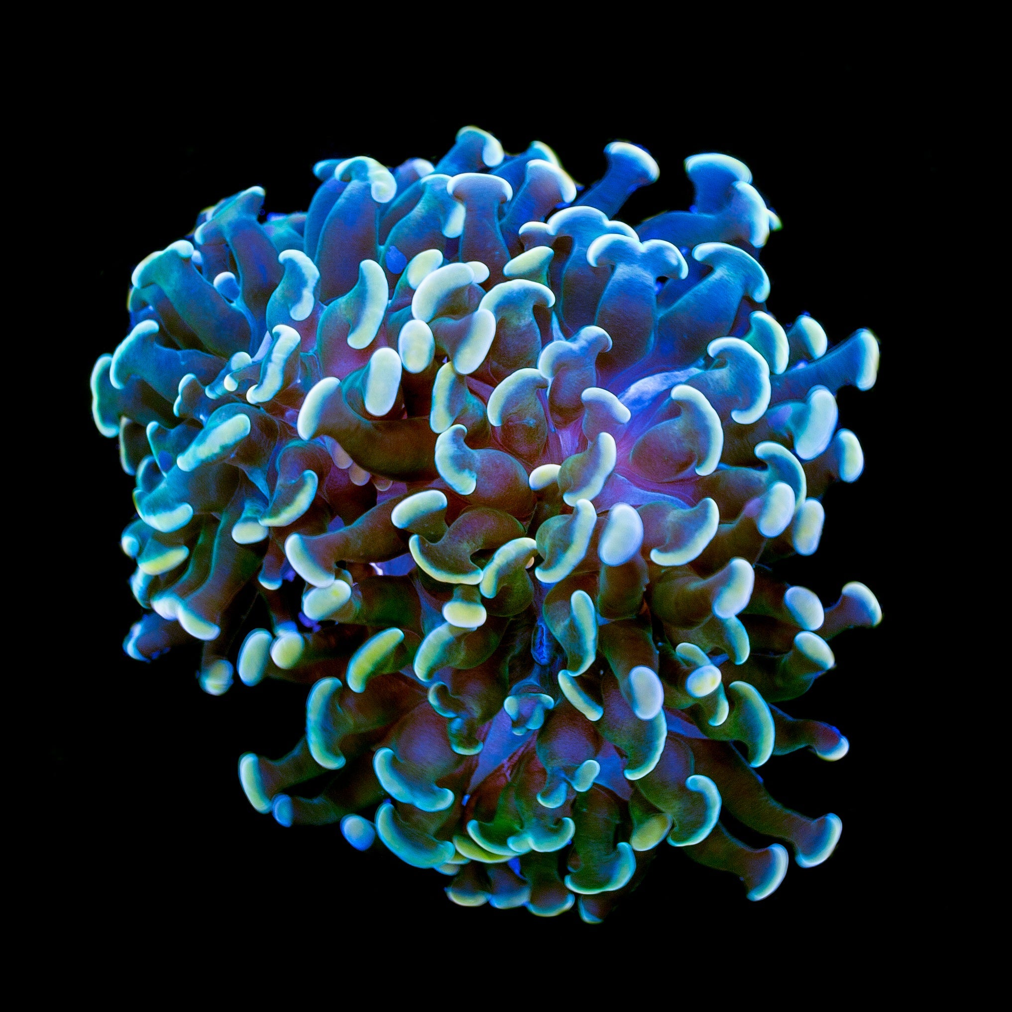 Aquacultured Yellow Gold Branching Hammer Coral with golden hammer tips. Sustainable Euphyllia ancora LPS coral, hardy and vibrant for reef aquariums.