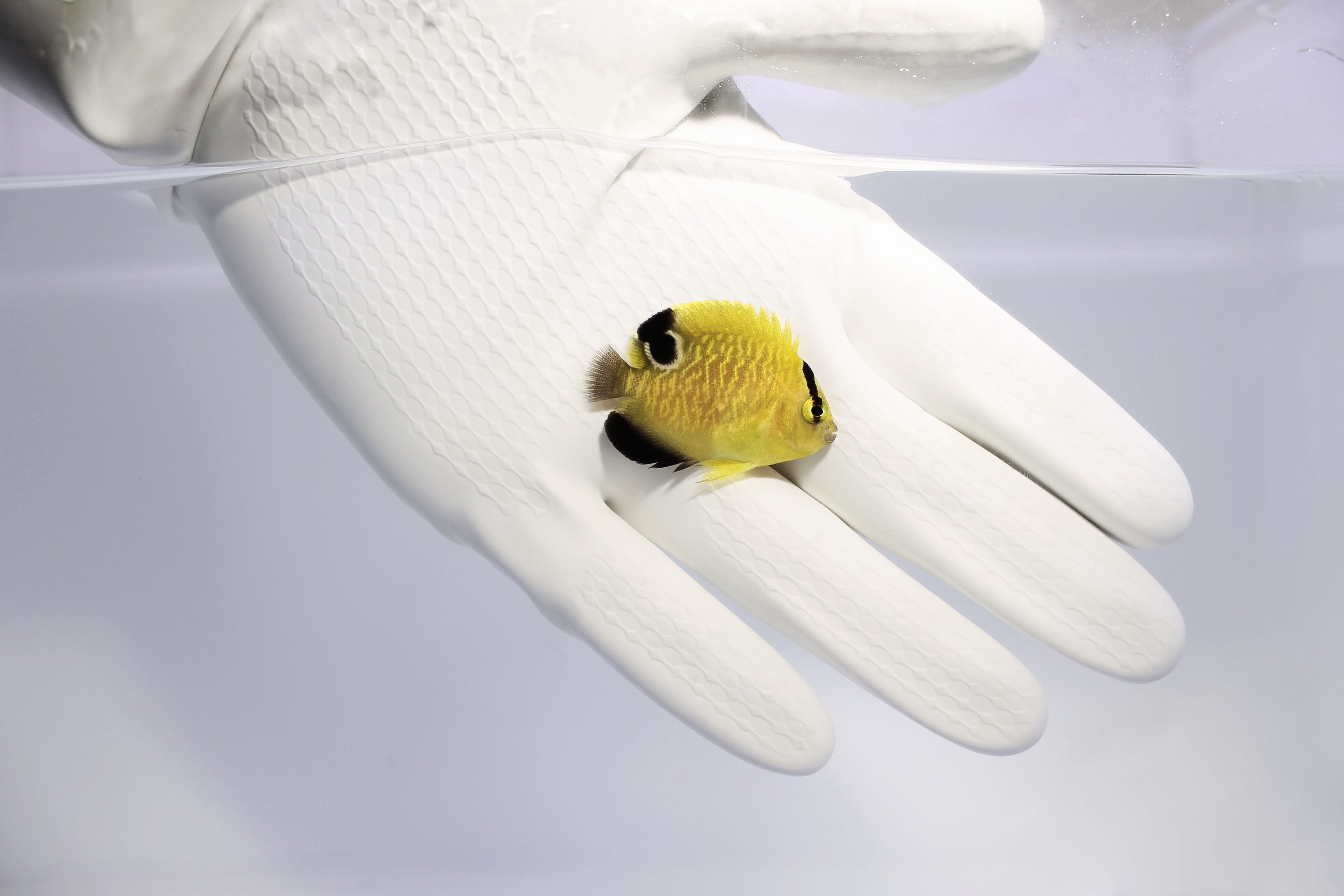 Goldflake Angelfish Wild (Apolemichthys xanthopunctatus)(pre-order)12/31