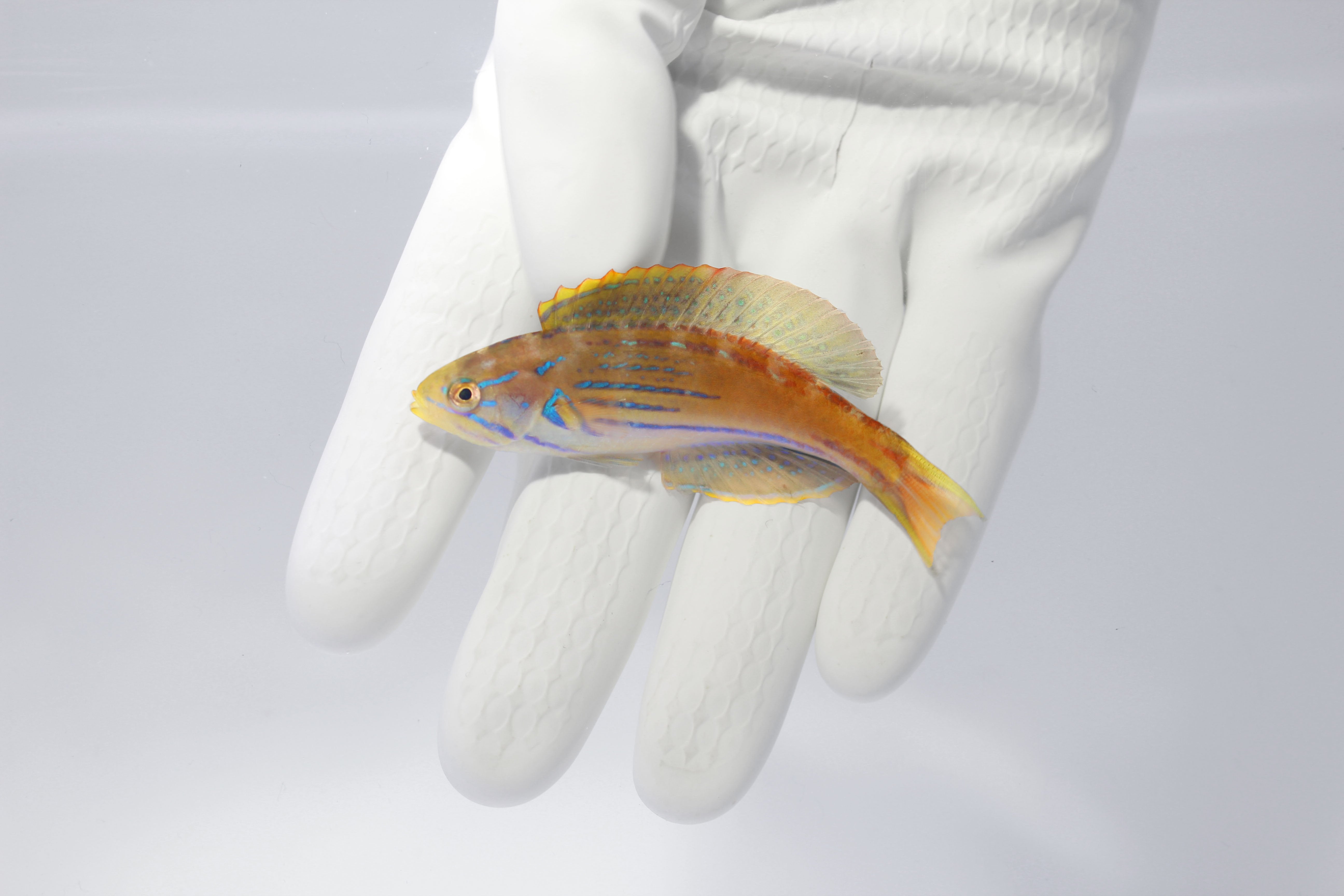 Half‑Banded Flasher Wrasse Pair showing courtship colors
Quarantined Half‑Banded Flasher Wrasse for sale from TSM Aquatics
Reef-safe flasher wrasse flashing fins in saltwater aquarium
Paracheilinus hemitaeniatus male and female swimming in reef tank