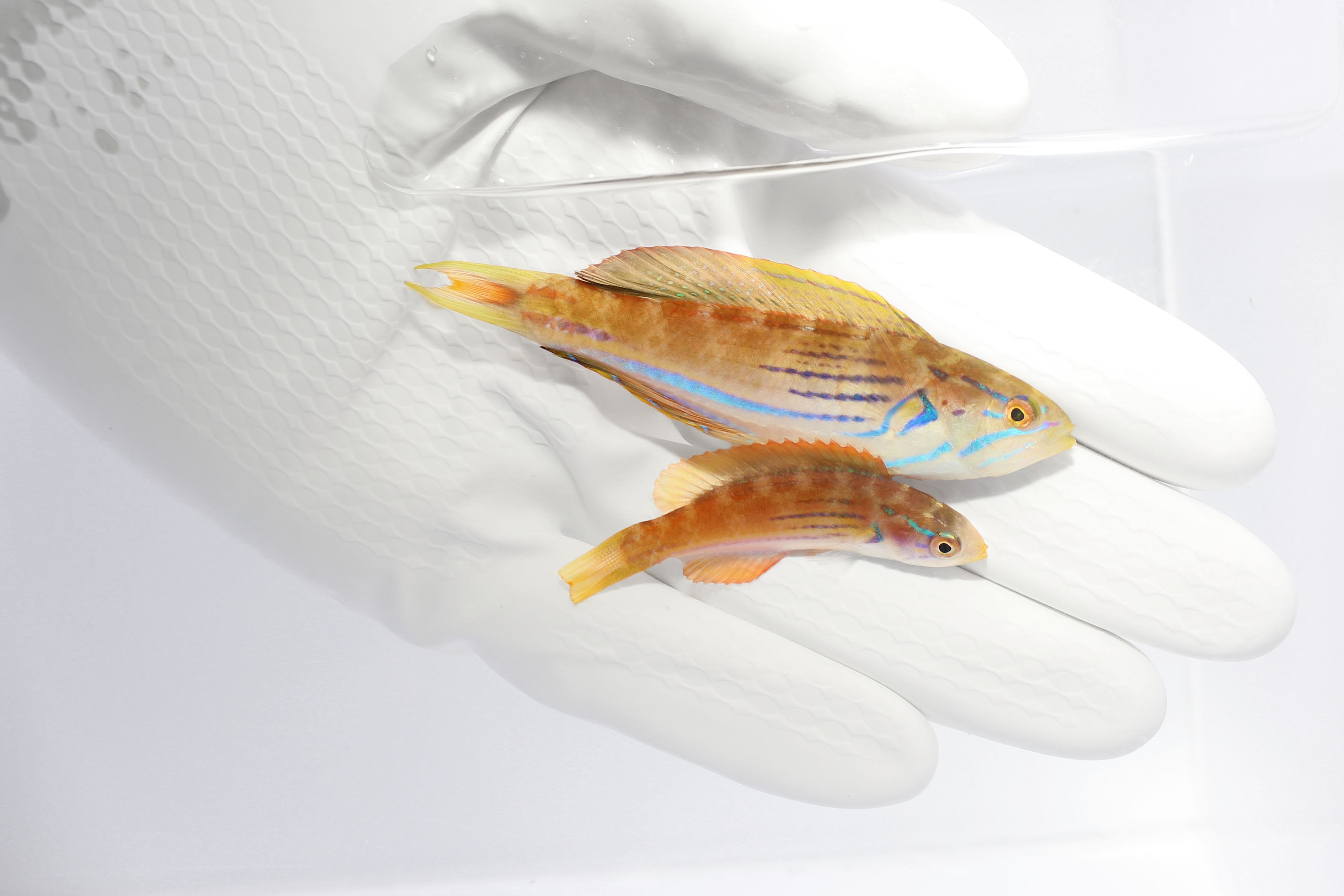 Half‑Banded Flasher Wrasse Pair showing courtship colors
Quarantined Half‑Banded Flasher Wrasse for sale from TSM Aquatics
Reef-safe flasher wrasse flashing fins in saltwater aquarium
Paracheilinus hemitaeniatus male and female swimming in reef tank