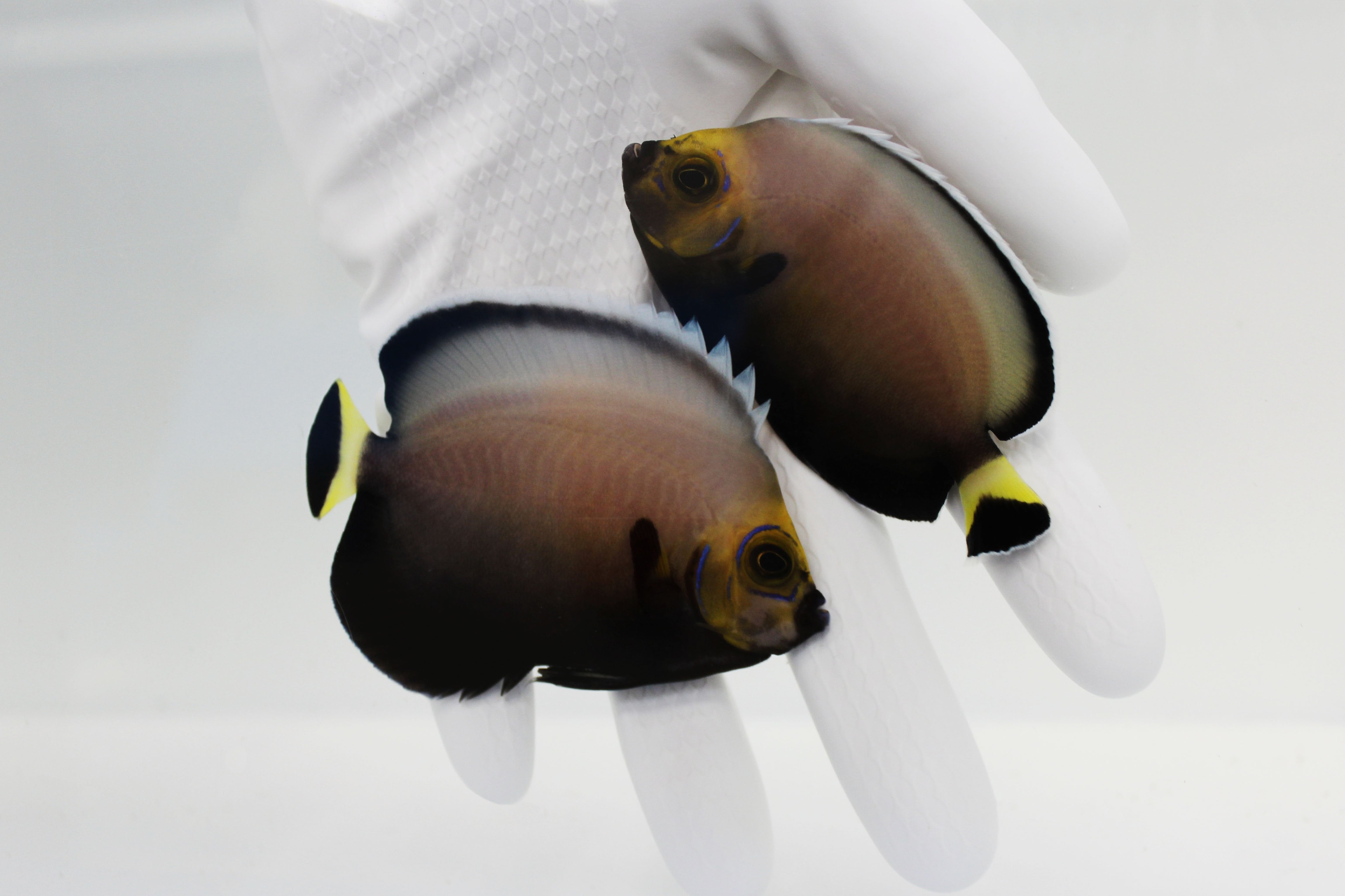 Conspicuous Angelfish (Chaetodontoplus conspicillatus) Captive Bred