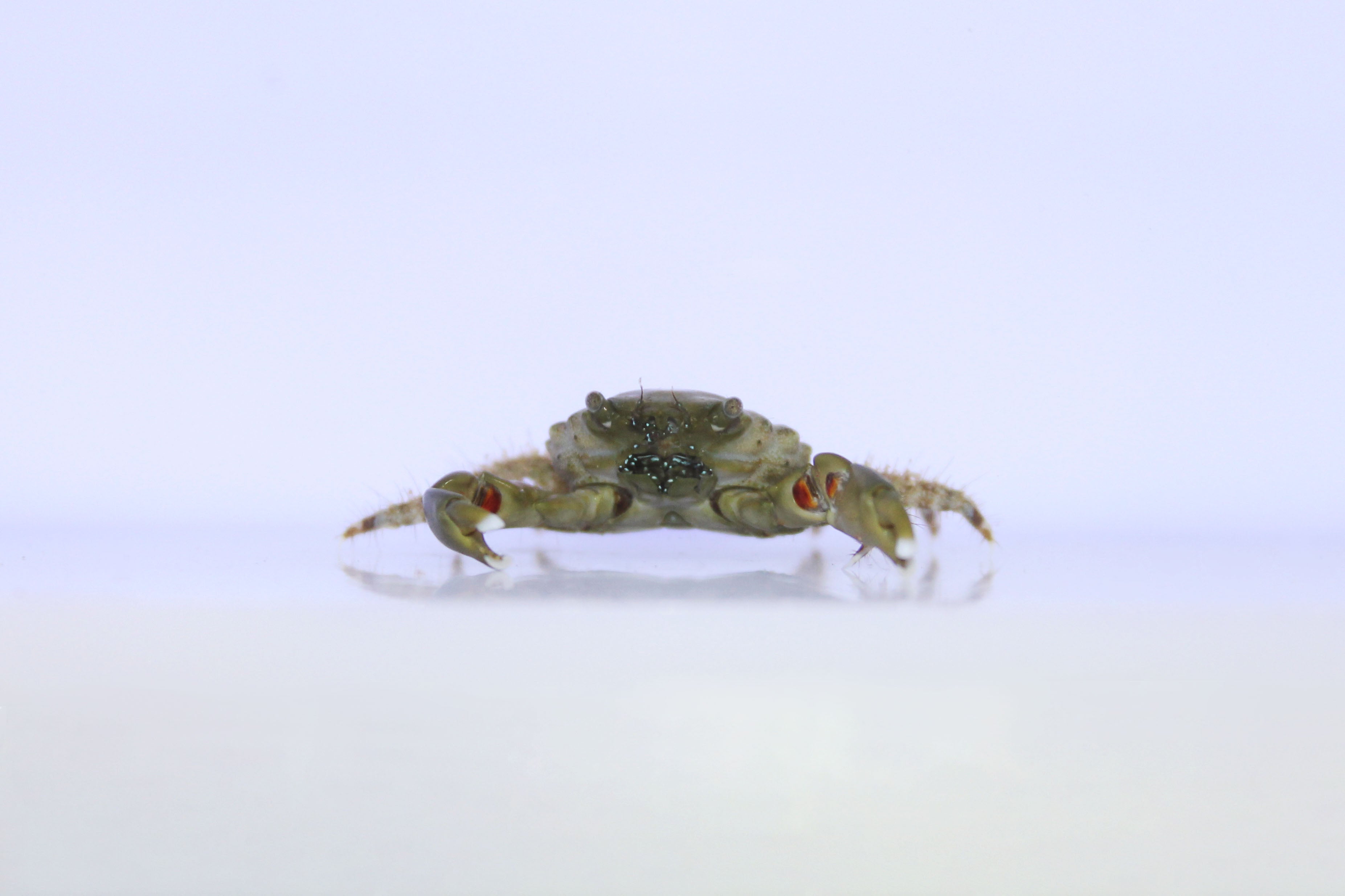 Emerald Crabs (Mithraculus sculptus)