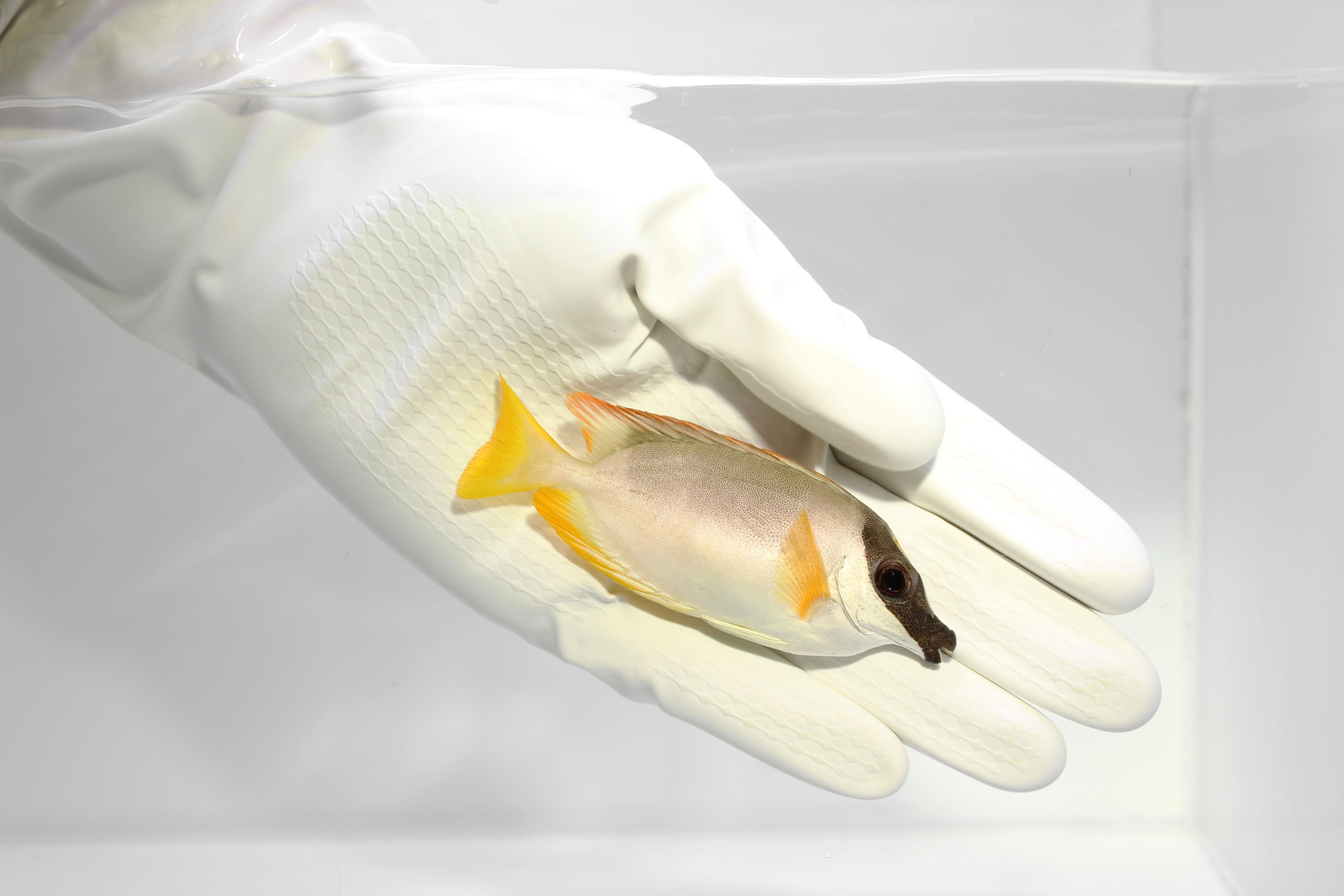 Magnificent Foxface (Siganus magnificus)(Pre-Order)11/25