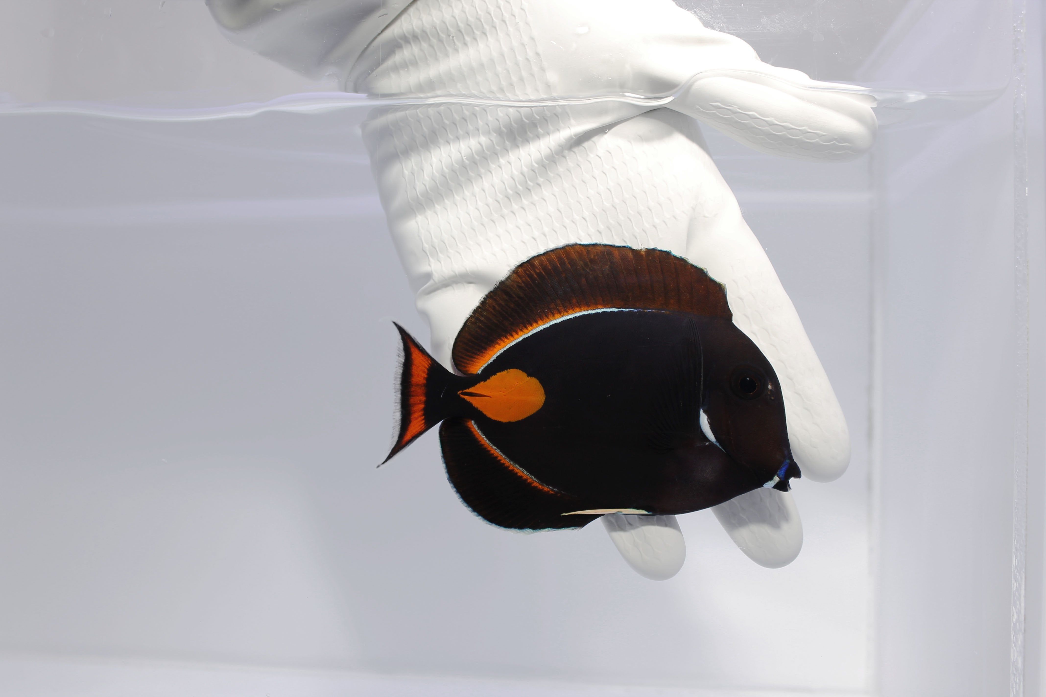 Achilles Tang (Acanthurus achilles)12/31(Pre-Order)