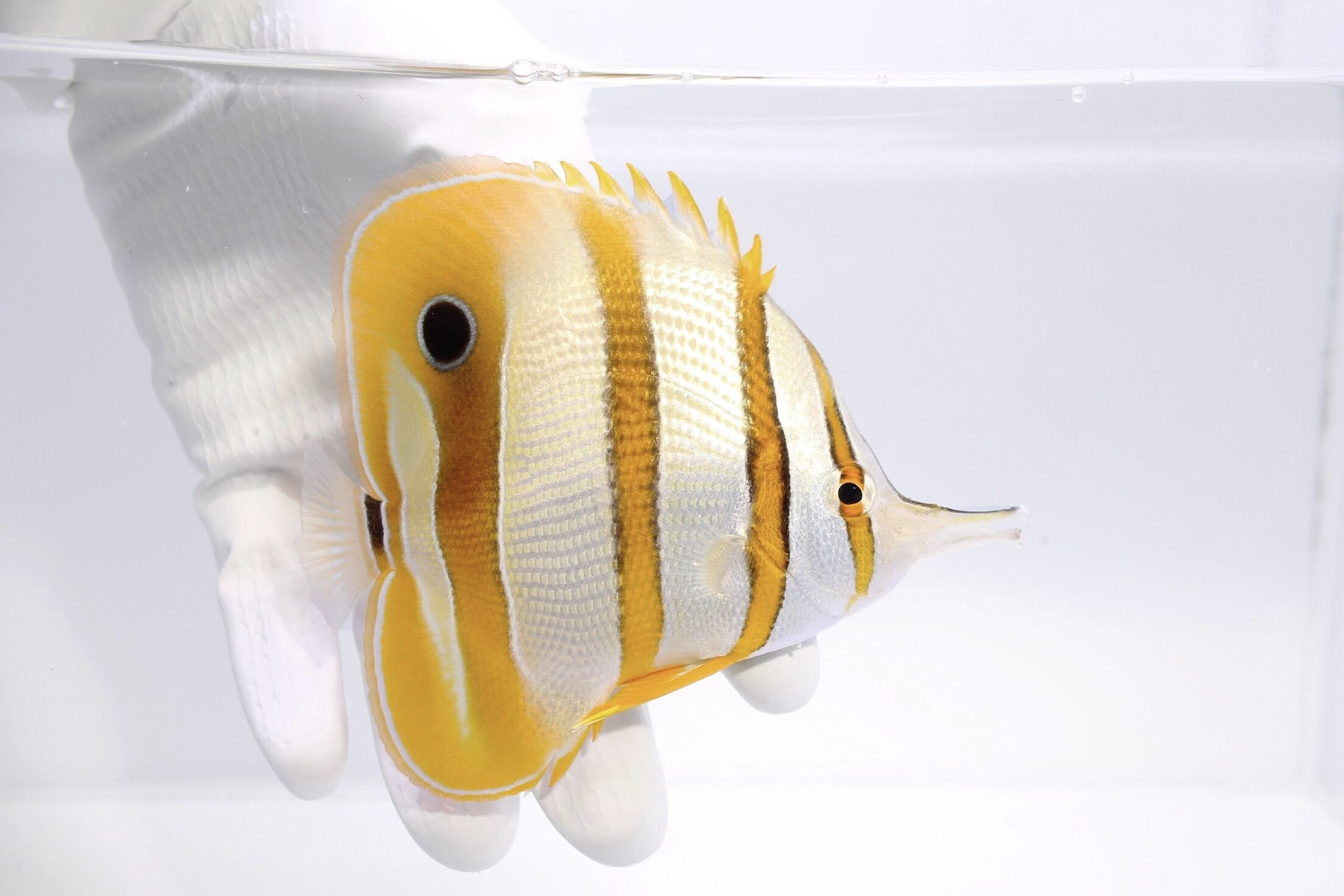 Copperband Butterflyfish Chelmon rostratus – quarantined and eating frozen mysis, spirulina brine, and clam on the half shell from TSM Aquatics