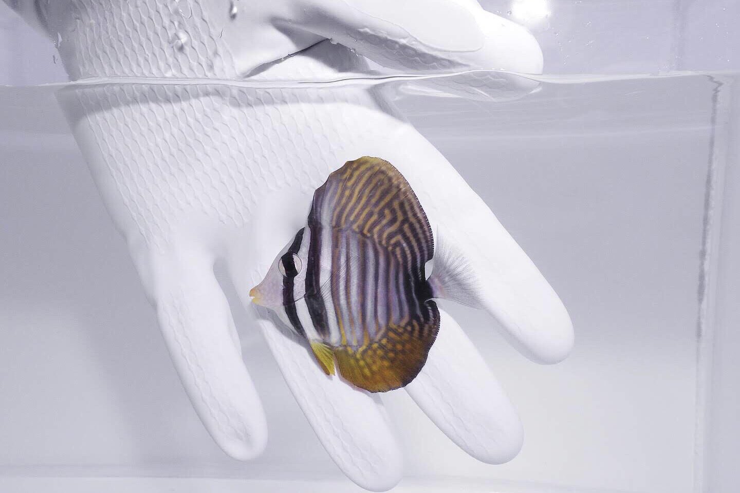 Red Sea Sailfin Tang (Zebrasoma desjardini)2/15(pre-order)