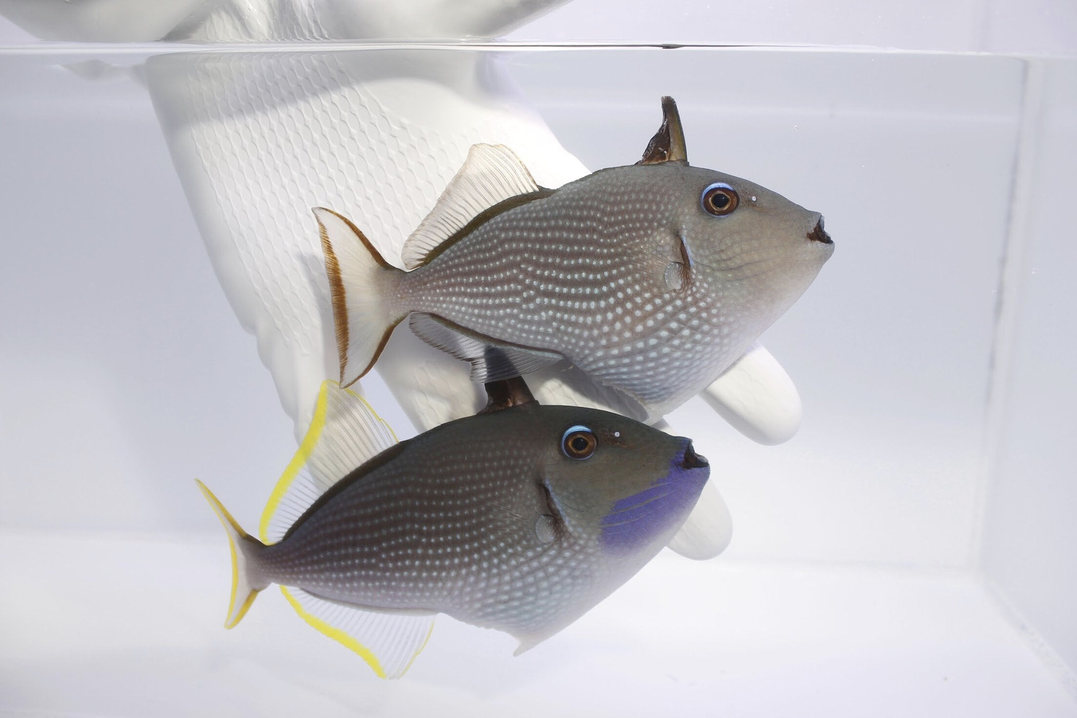 Blue Throat Triggerfish Xanthichthys auromarginatus male with blue cheek and yellow-edged fins
Gilded Triggerfish with gray spotted body coral reef backdrop
Male Blue Throat Trigger in aquarium, blue throat visible
Bluechin Triggerfish colorful reef fish close‑up
Indo‑Pacific Gilded Triggerfish with yellow fin margins