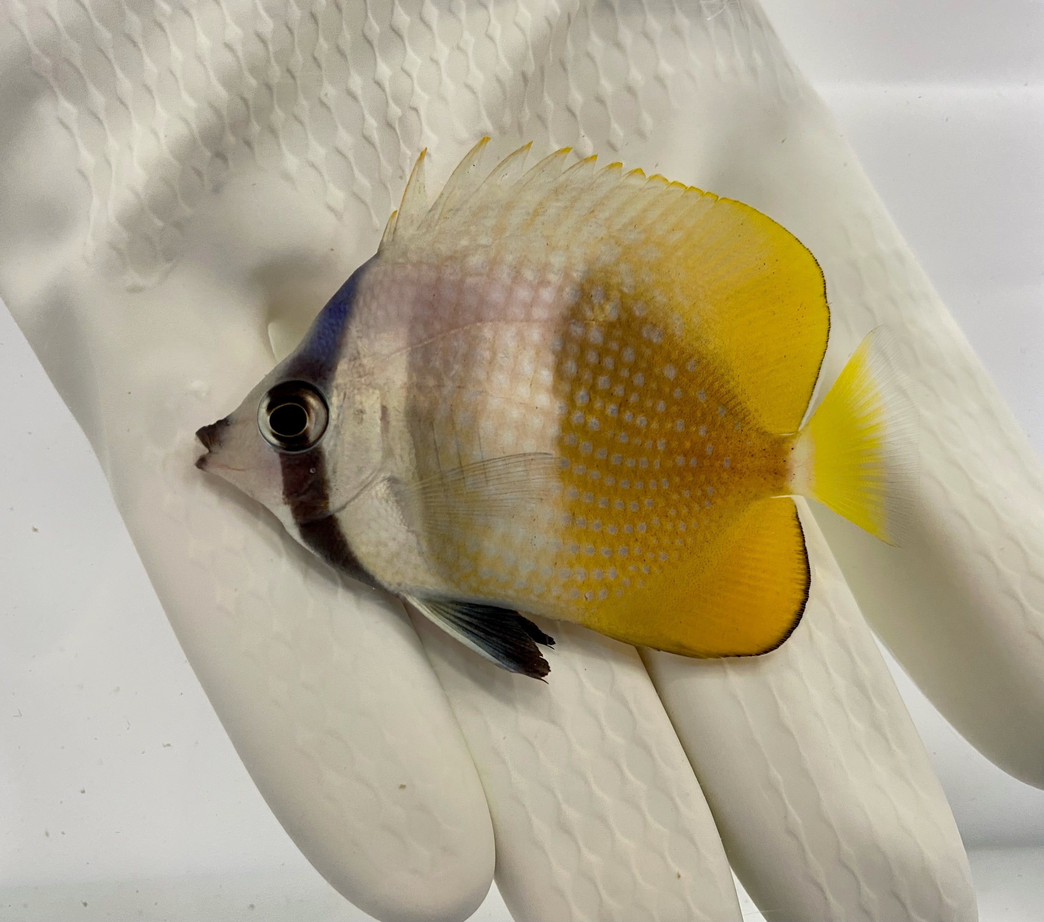 Kleins Butterflyfish Chaetodon kleinii swimming in saltwater tank
Quarantined Kleins Butterflyfish for sale from TSM Aquatics
Reef-safe butterflyfish feeding on algae in marine aquarium
Hardy Kleins Butterflyfish Chaetodon kleinii in FOWLR tank