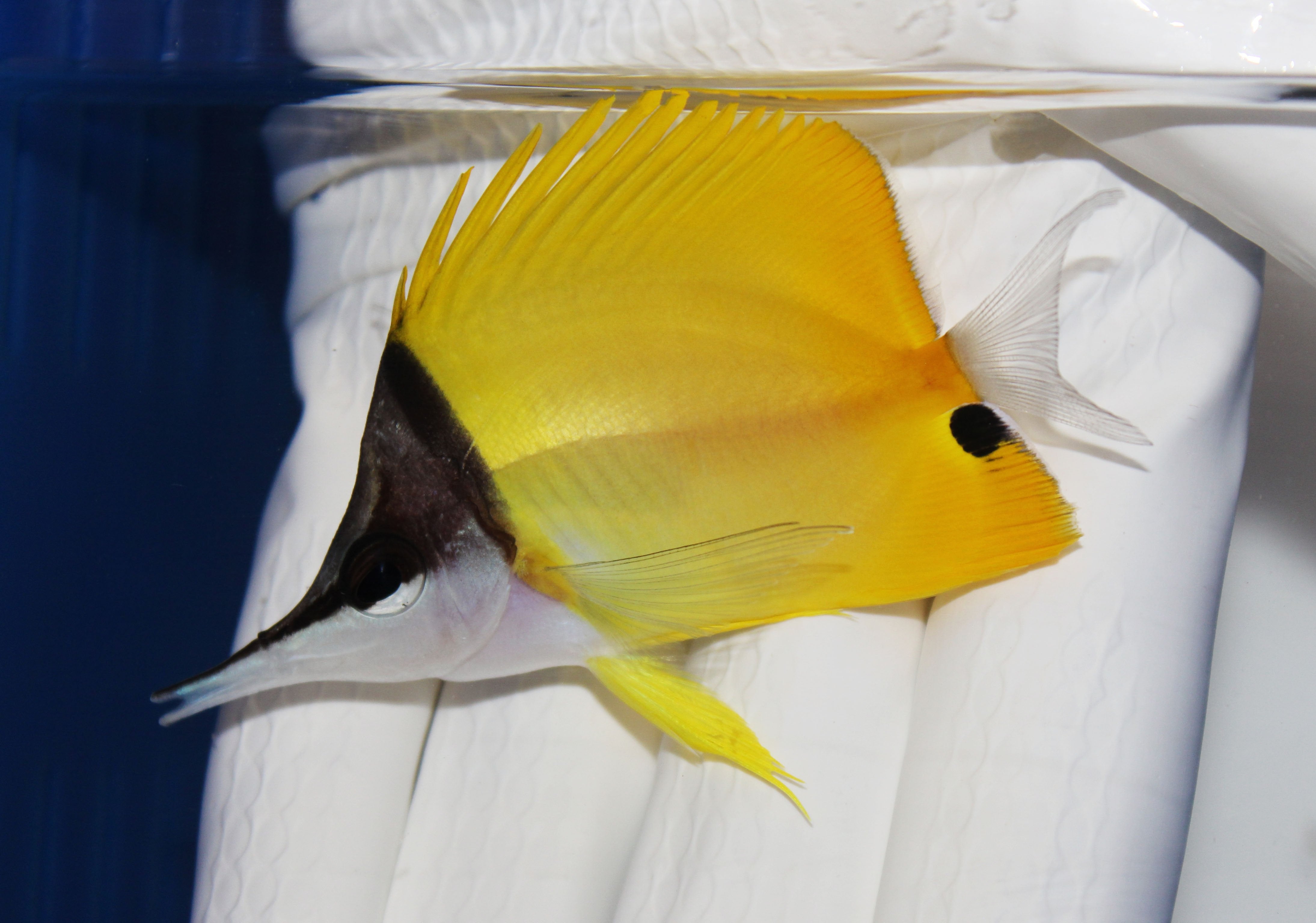 Longnose Butterflyfish Forcipiger longirostris probing reef crevice
Butterflyfish with elongated snout and yellow body
Longnose Butterflyfish in reef aquarium setting
Healthy Longnose Butterflyfish from TSM Aquatics
Reef display featuring Longnose Butterflyfish swimming