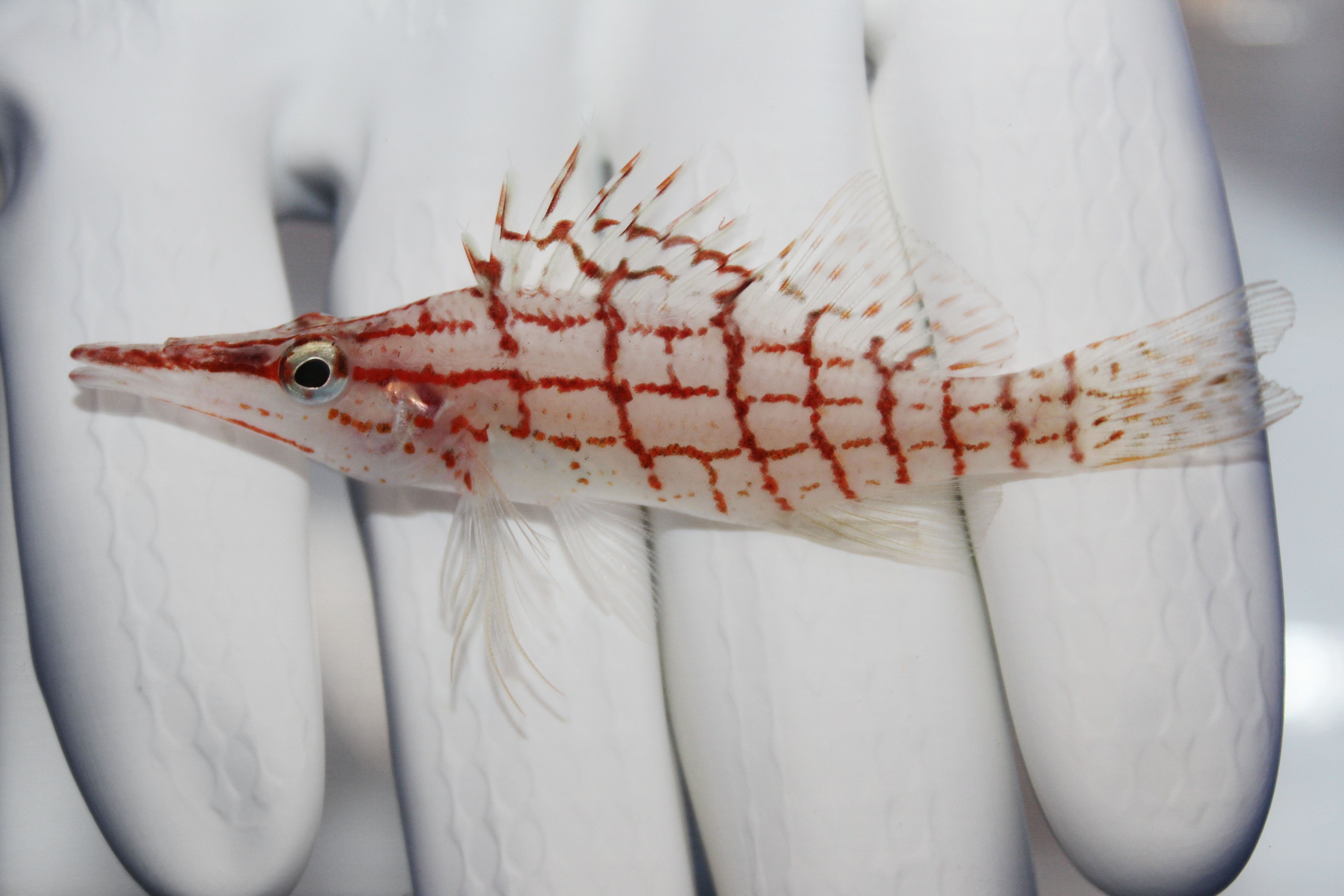 Longnose Hawkfish (Oxycirrhites typus) perched on branching coral
Quarantined Longnose Hawkfish for sale from TSM Aquatics
Reef-safe hawkfish with long snout and red lattice pattern
Healthy Longnose Hawkfish swimming in saltwater reef tank
