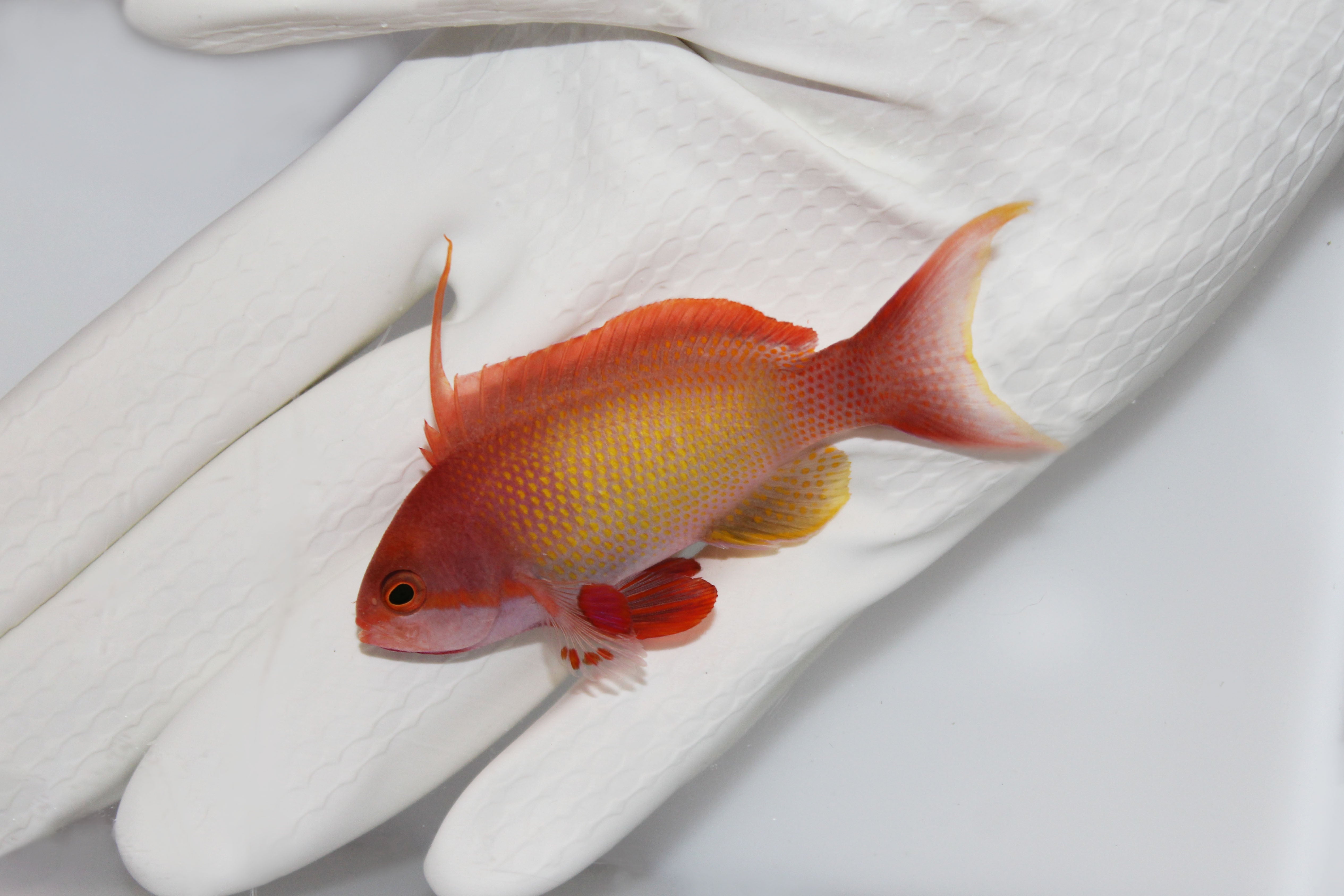 Lyretail Anthias (Pseudanthias squamipinnis)8/21(pre-order)