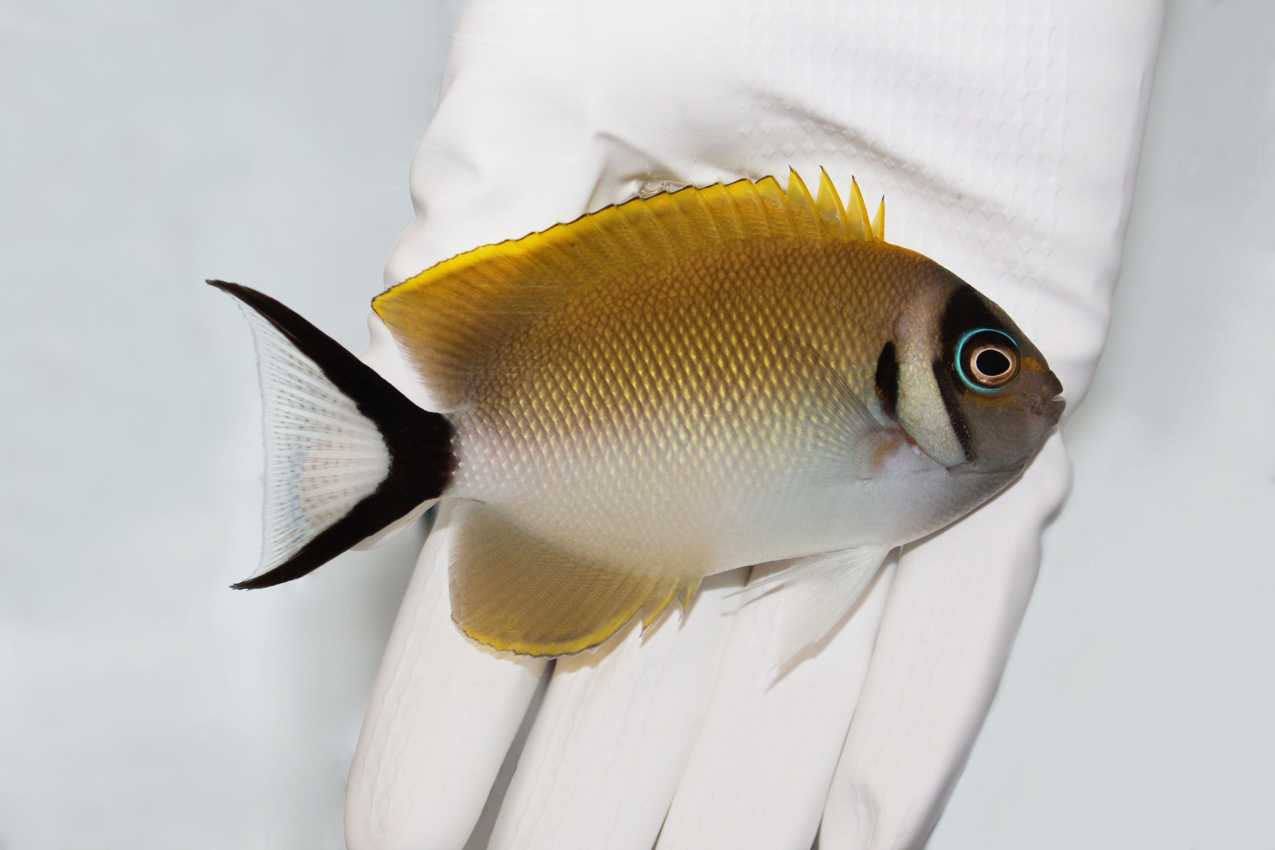 Masked Swallowtail Angelfish Genicanthus semifasciatus female in reef tank
Quarantined masked angelfish for sale from TSM Aquatics
Peaceful reef-safe swallowtail angelfish swimming in saltwater tank
Japanese masked swallowtail angel hovering near coral