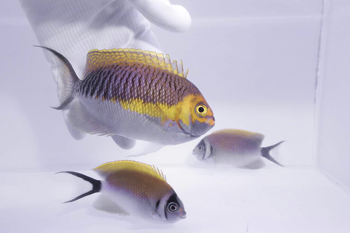 Masked Swallowtail Angelfish Genicanthus semifasciatus female in reef tank
Quarantined masked angelfish for sale from TSM Aquatics
Peaceful reef-safe swallowtail angelfish swimming in saltwater tank
Japanese masked swallowtail angel hovering near coral