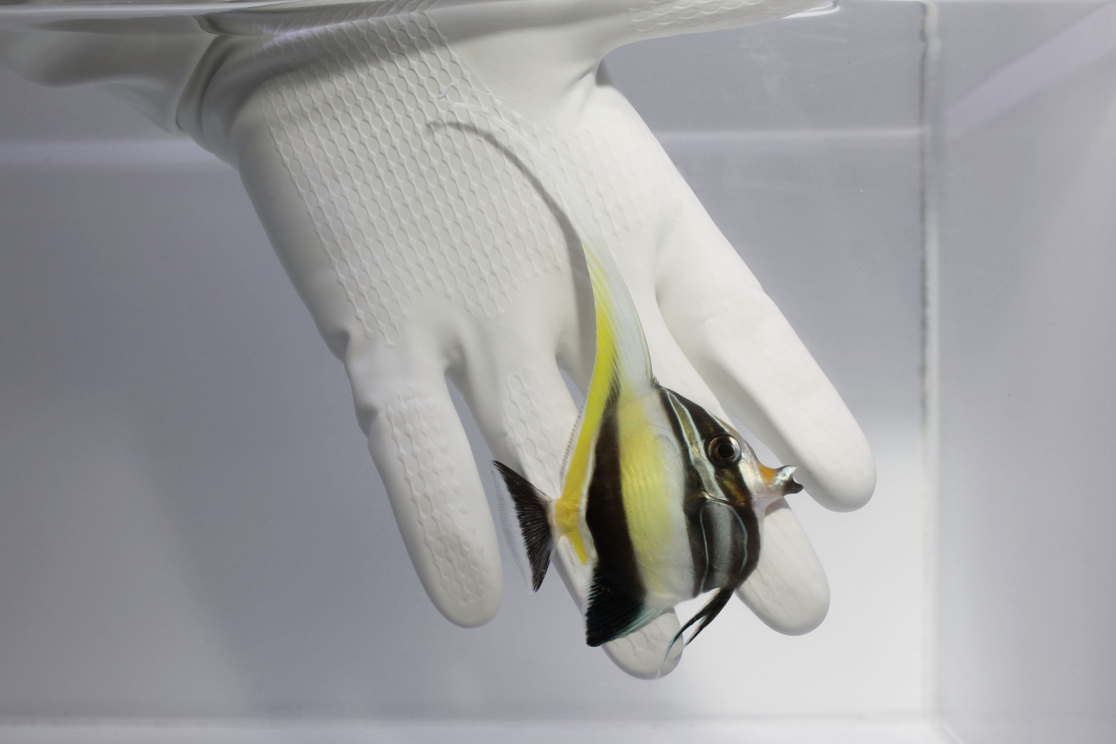 Moorish Idol(Zanclus cornutus)11/23 (pre-order)