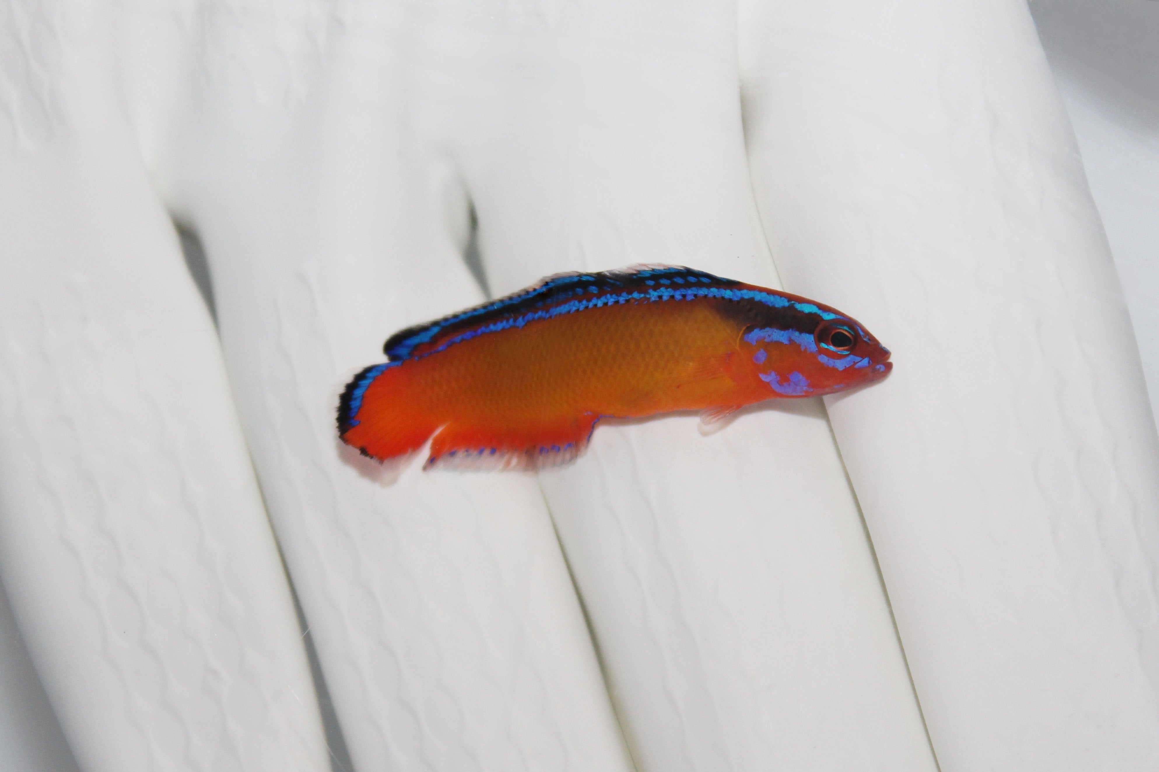 ORA Neon Dottyback swimming in reef aquarium
Bright orange dottyback with neon blue markings
Quarantined captive-bred dottyback for sale
Vibrant reef-safe ORA Neon Dottyback under aquarium lighting