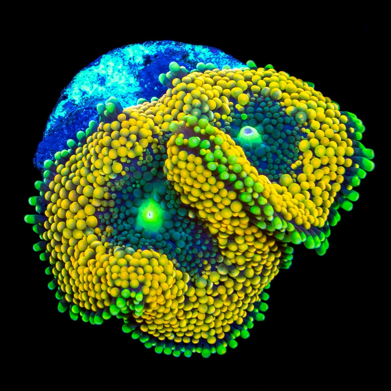 Orange Ricordea Mushroom (Ricordea florida)