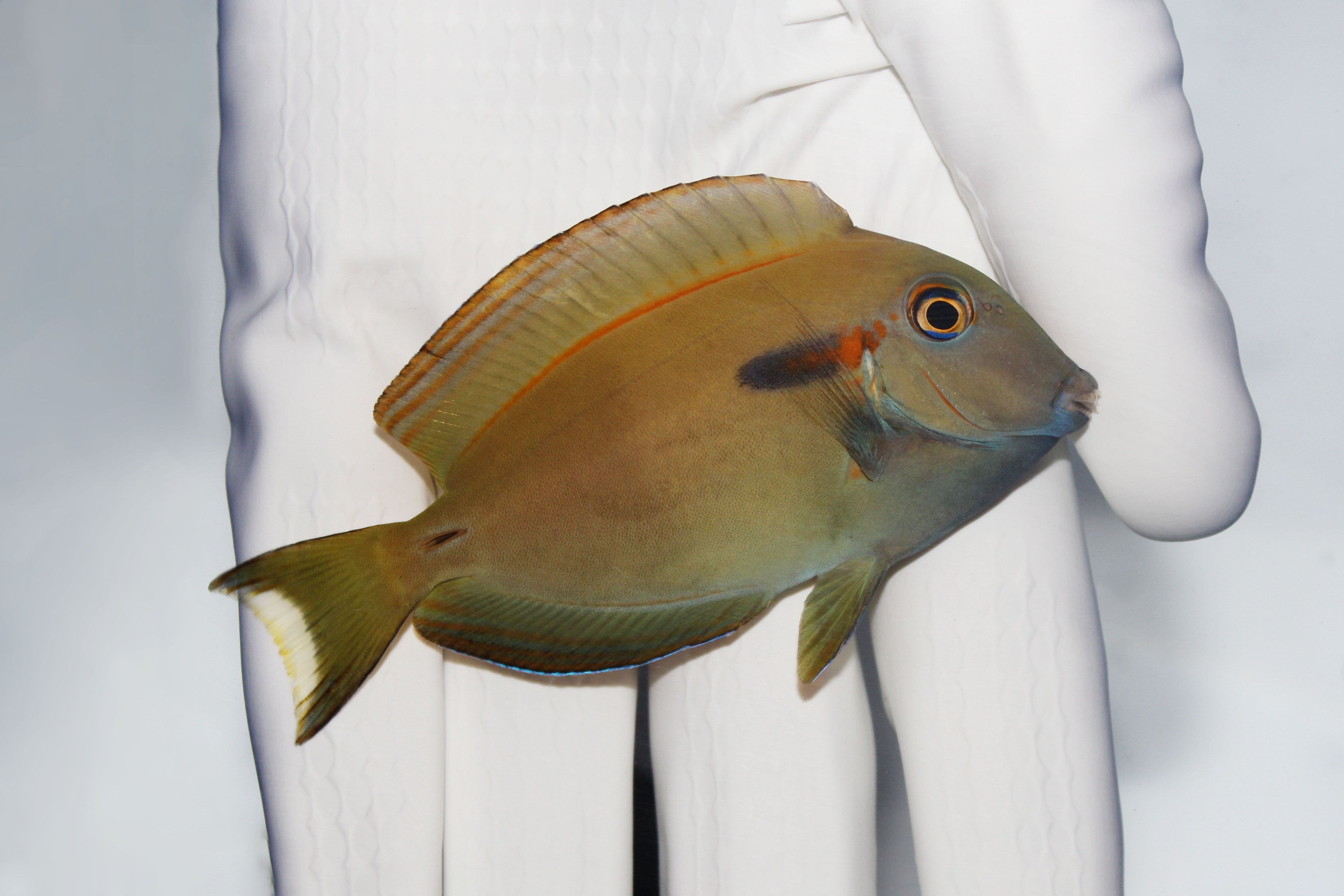 Orange Shoulder Tang Acanthurus olivaceus swimming in reef aquarium
Quarantined ocean surgeonfish for sale from TSM Aquatics
Reef-safe algae-eating orange-shoulder tang in saltwater tank
Healthy herbivore tang with orange shoulder grazing live rock