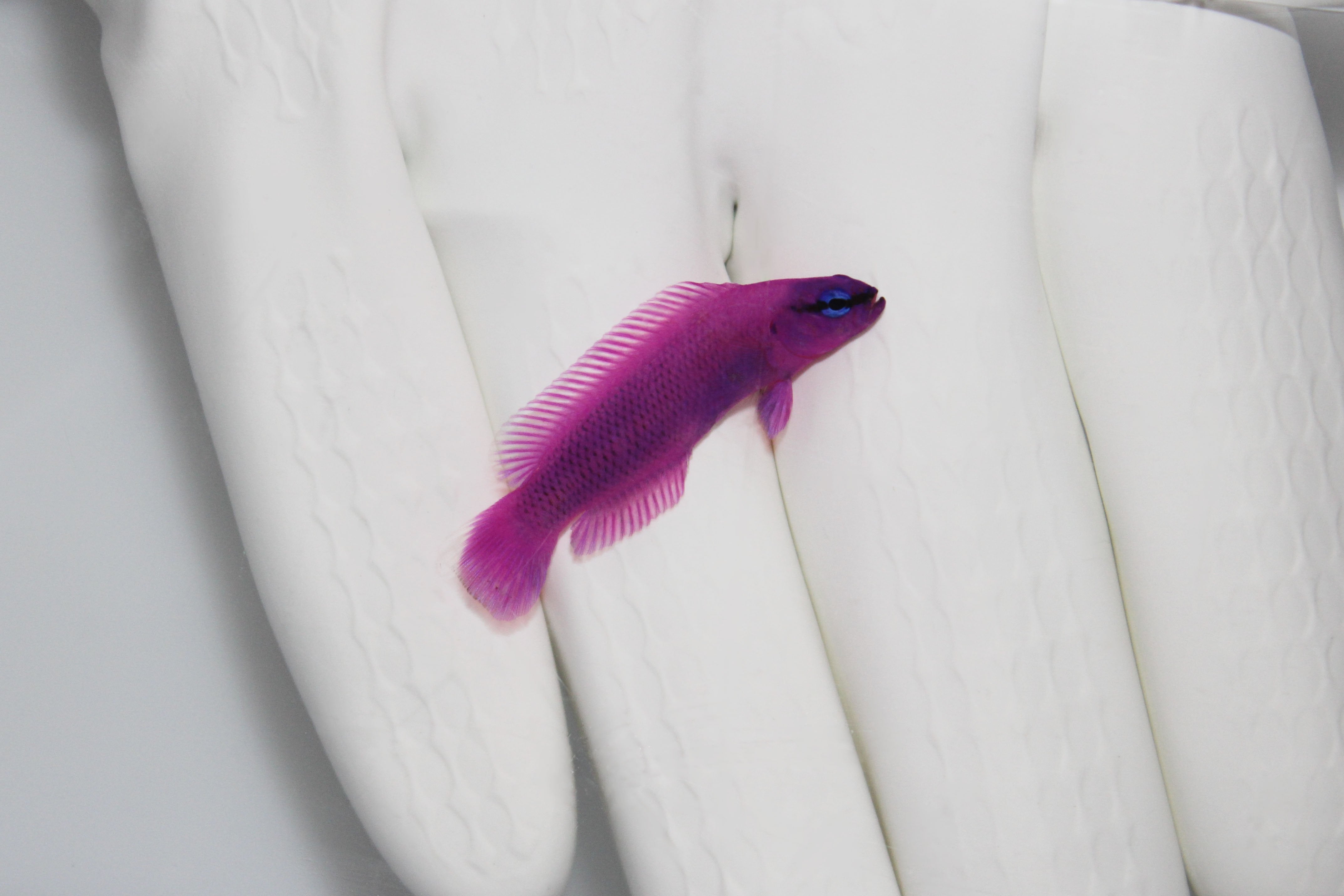 Orchid Dottyback Captive-Bred