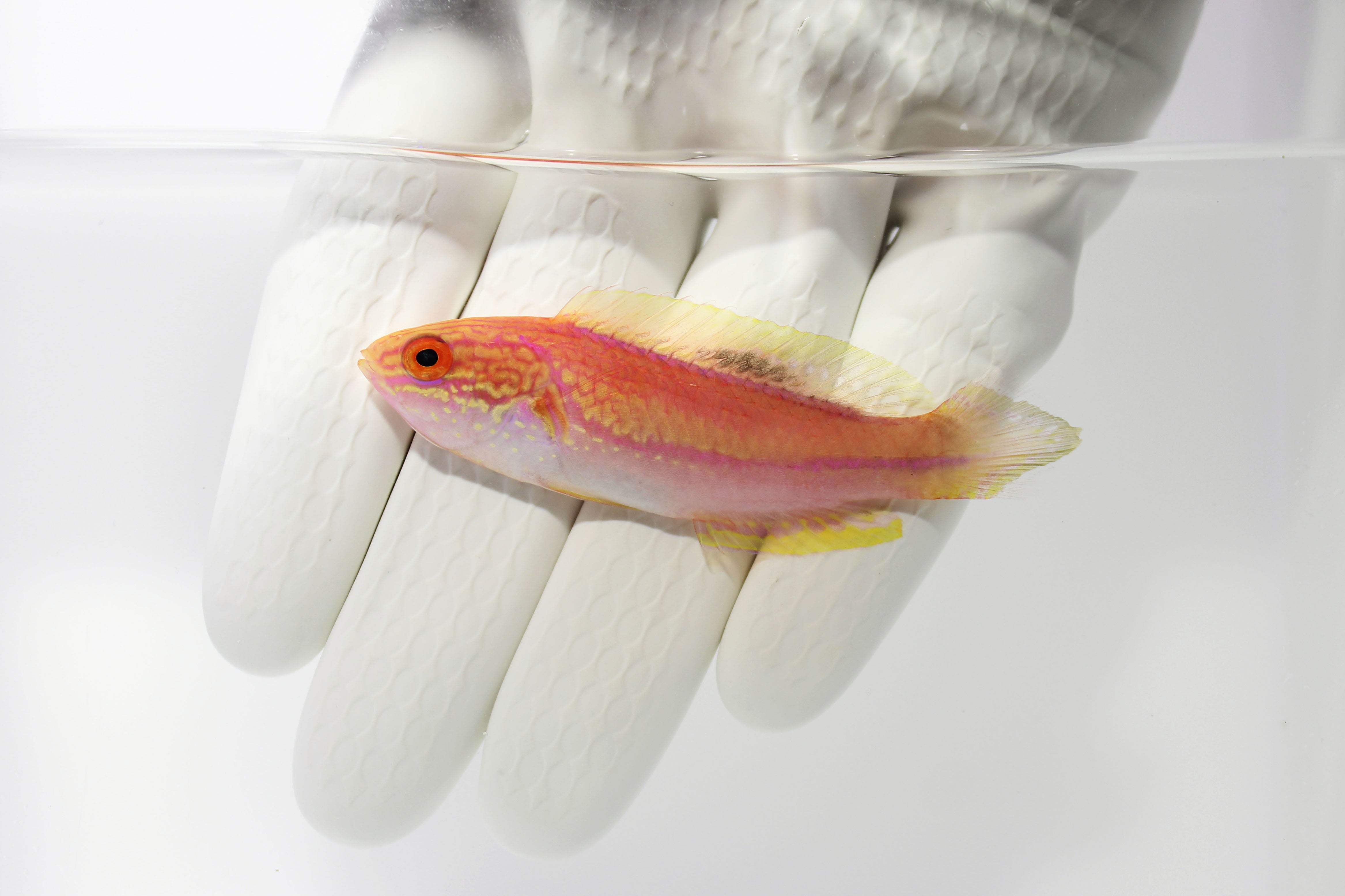 Splendid Pintail Fairy Wrasse Cirrhilabrus isosceles in reef tank
Quarantined Pintail fairy wrasse for sale from TSM Aquatics
Reef-safe fairy wrasse with pastel coloration and pintail
Hardier Cirrhilabrus wrasse swimming among live rock