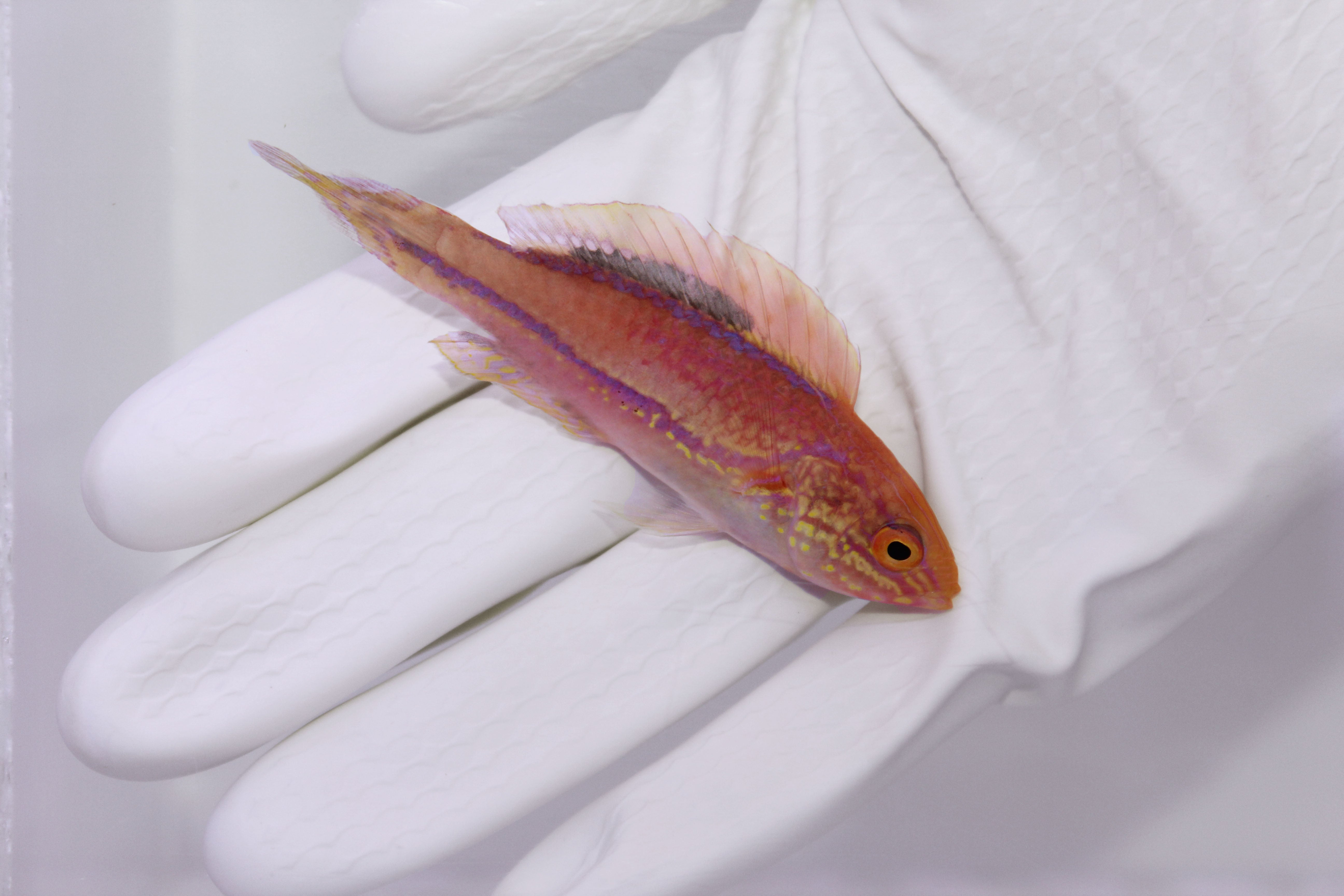 Splendid Pintail Fairy Wrasse Cirrhilabrus isosceles in reef tank
Quarantined Pintail fairy wrasse for sale from TSM Aquatics
Reef-safe fairy wrasse with pastel coloration and pintail
Hardier Cirrhilabrus wrasse swimming among live rock