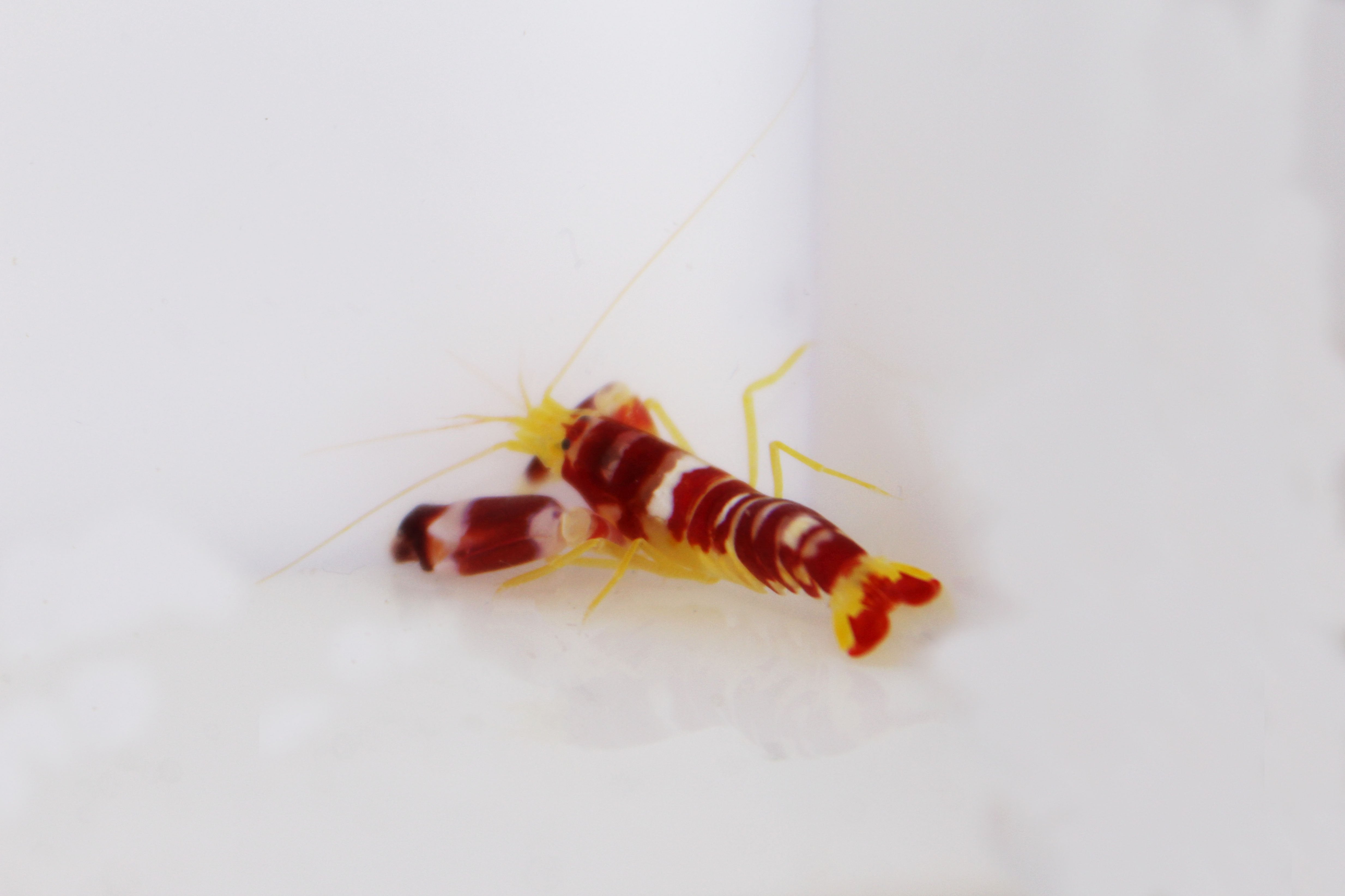 Pistol Shrimp (Alpheus randalli)