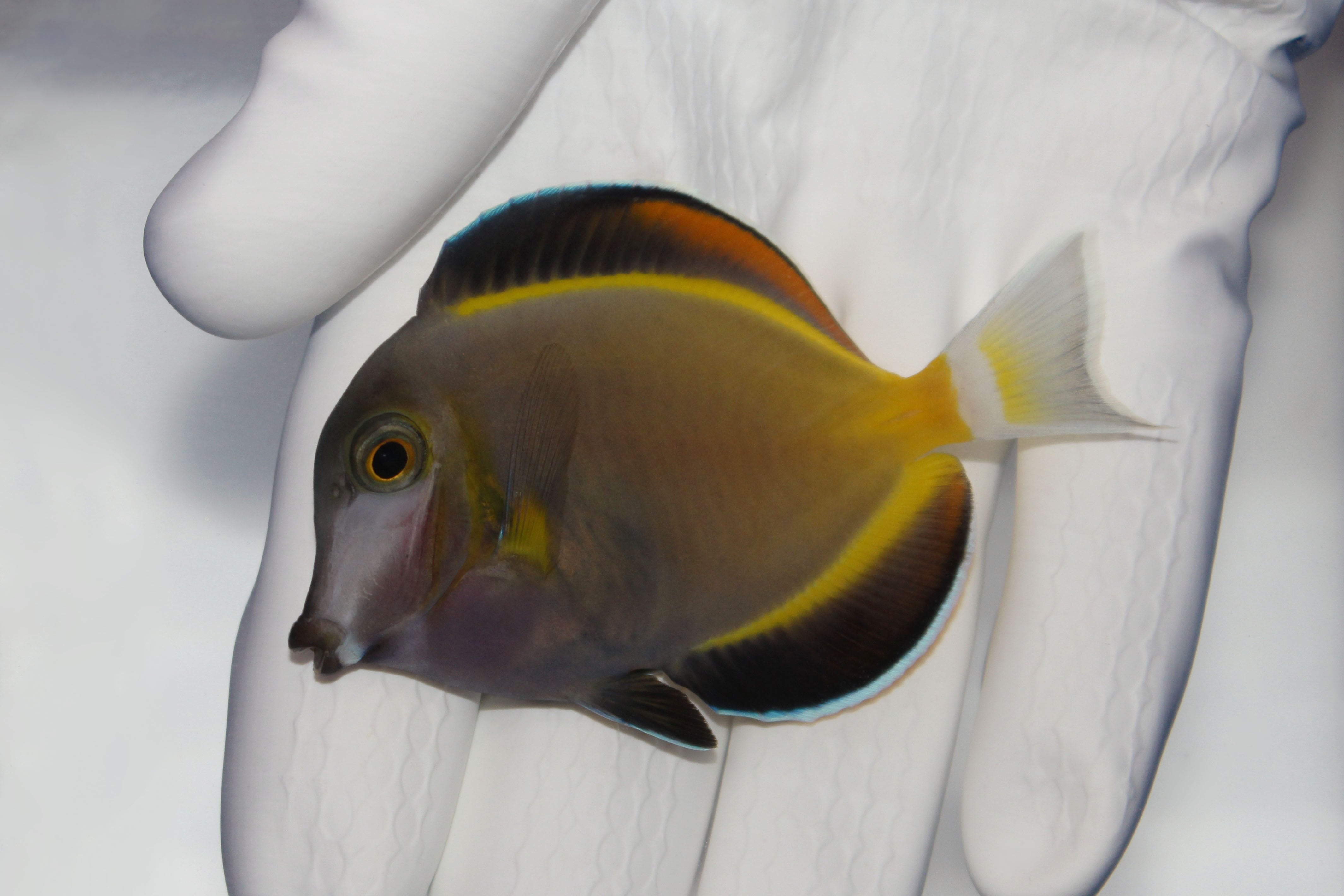 Powder Brown Tang (Acanthurus japonicus) swimming in reef aquarium
Quarantined Powder Brown Tang for sale from TSM Aquatics
Reef-safe herbivore tang grazing algae in saltwater tank
Healthy Powder Brown Tang with yellow highlights – reef-safe surgeonfish