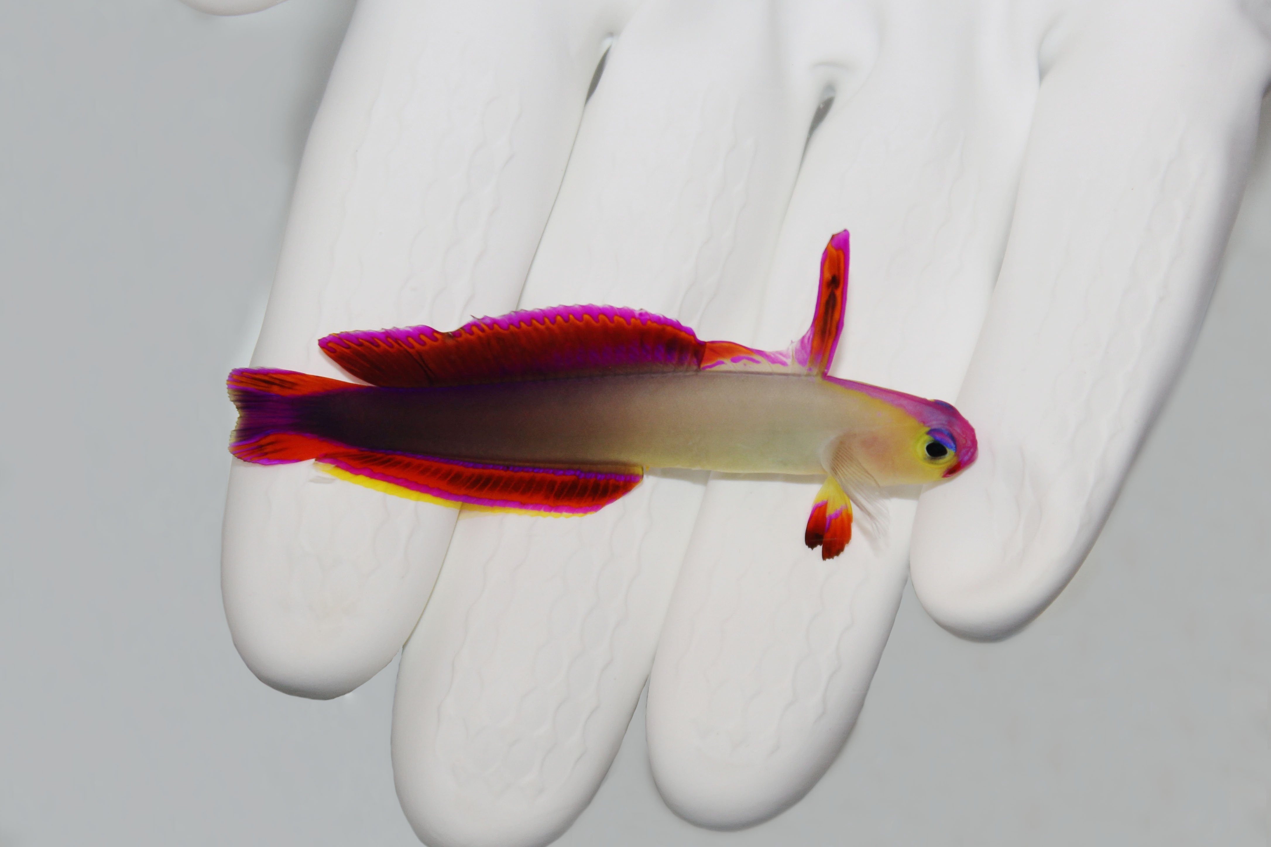 Purple Firefish Nemateleotris decora hovering above substrate
Firefish goby with purple head and elongated dorsal fin
Reef aquarium scene with Purple Firefish swimming near rock
Firefish goby close up coloration and fins
Healthy quarantined Purple Firefish from TSM Aquatics