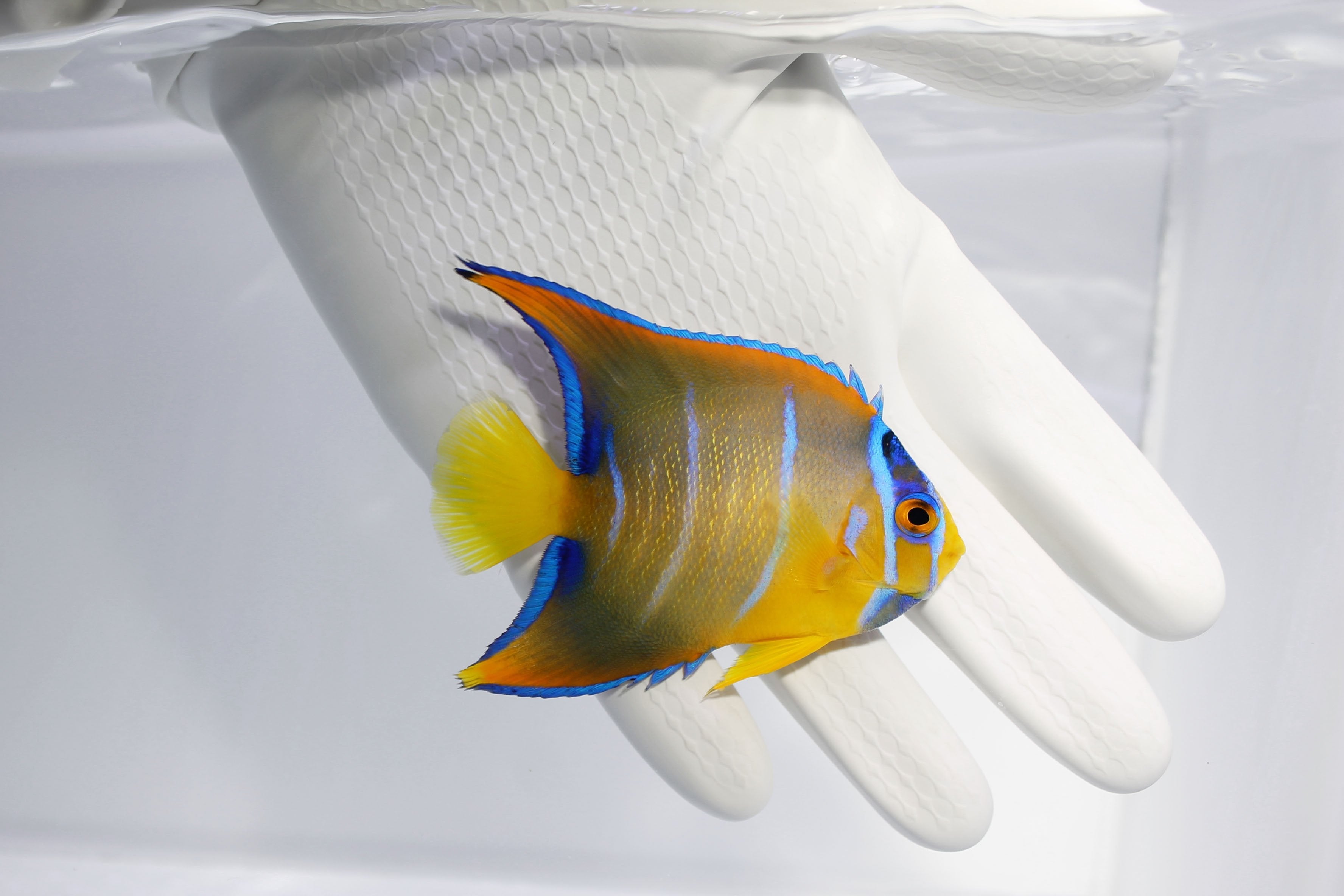 Queen Angelfish (Holacanthus ciliaris)