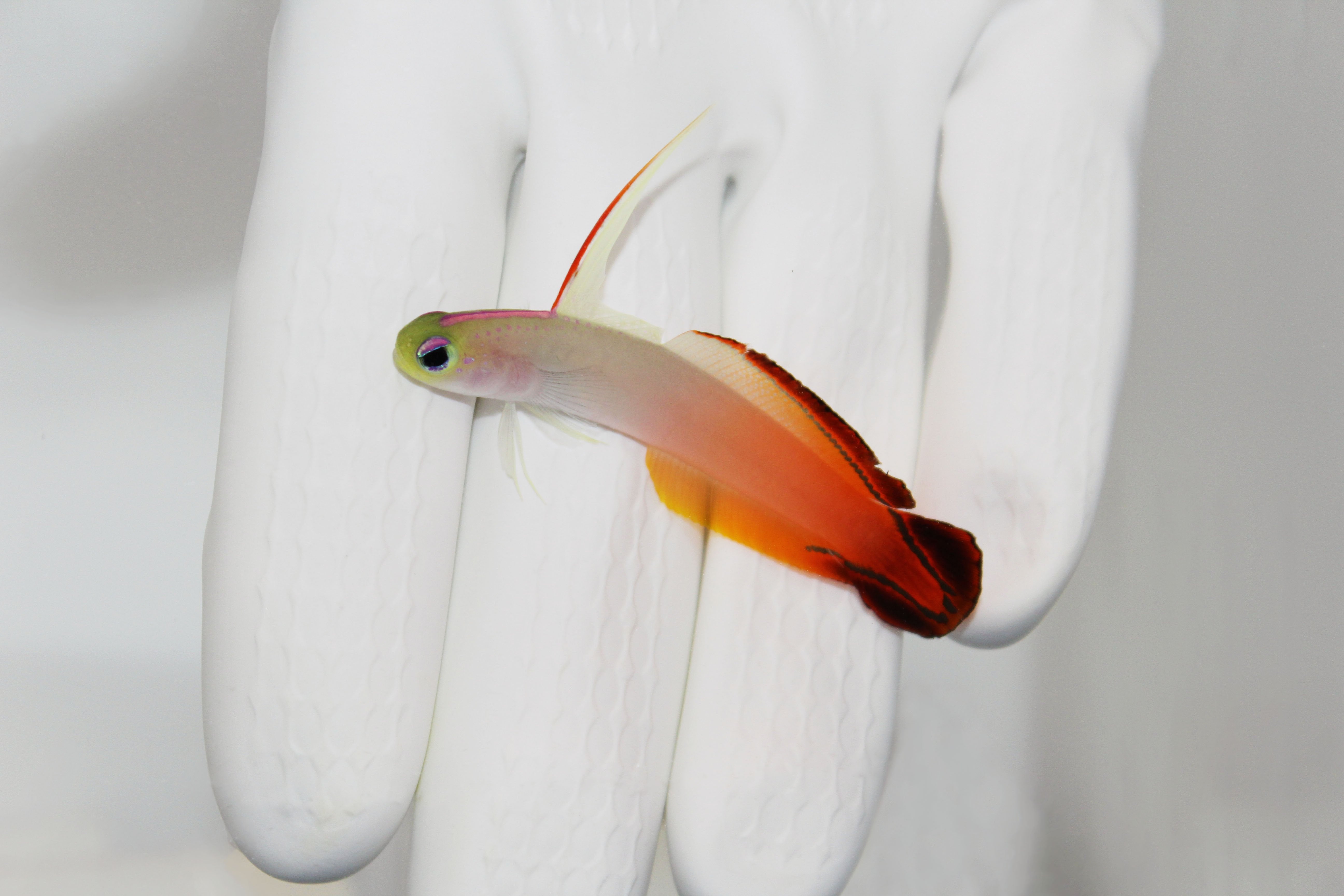 Red Firefish goby swimming above substrate
Firefish Goby with bright red coloration in reef tank
Red Firefish hovering near rock and hiding crevice
Peaceful red fire goby among live rock
Healthy Red Firefish in saltwater aquarium