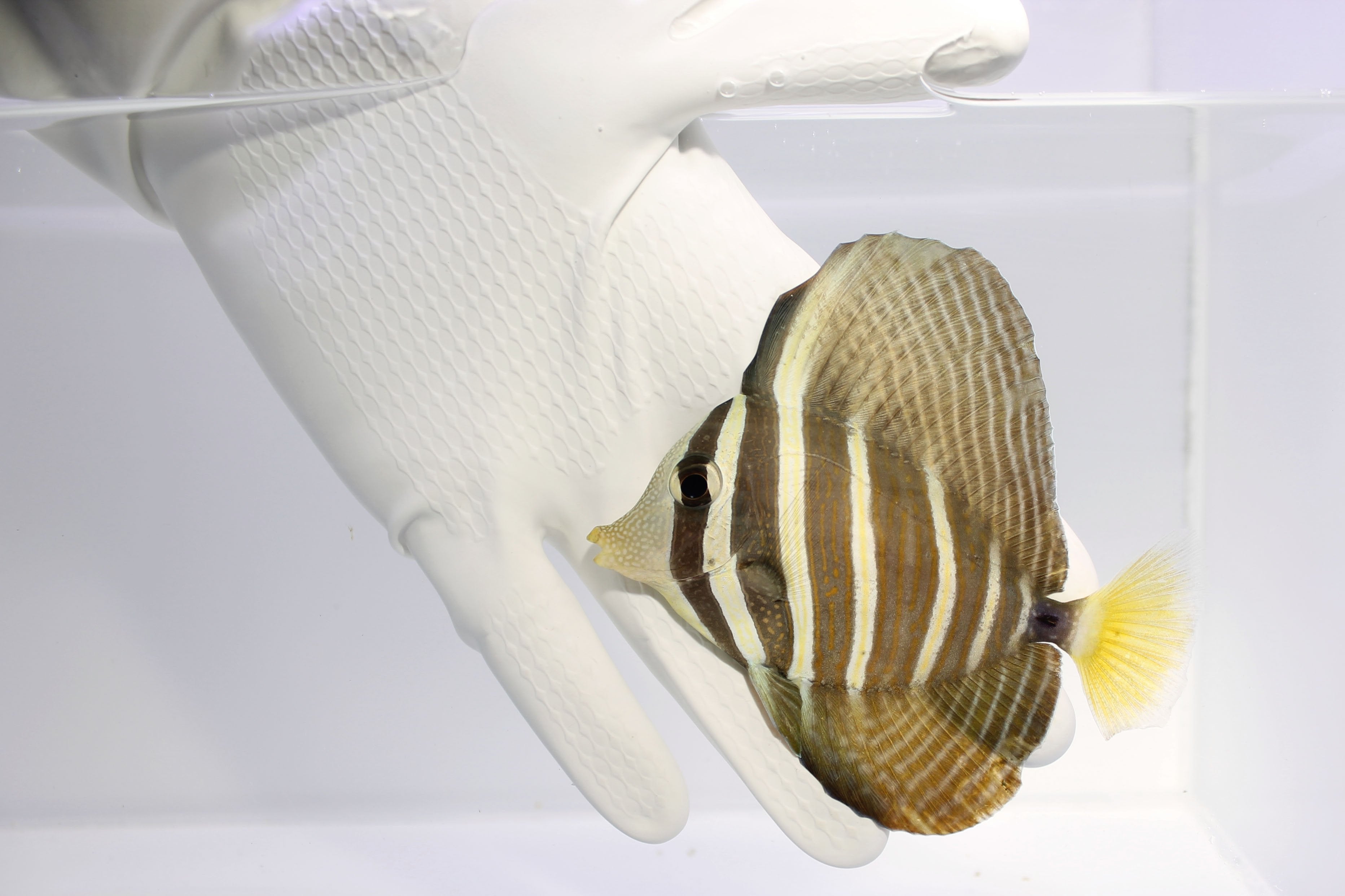 Sailfin Tang (Zebrasoma veliferum)(Pre-Order) 11/25