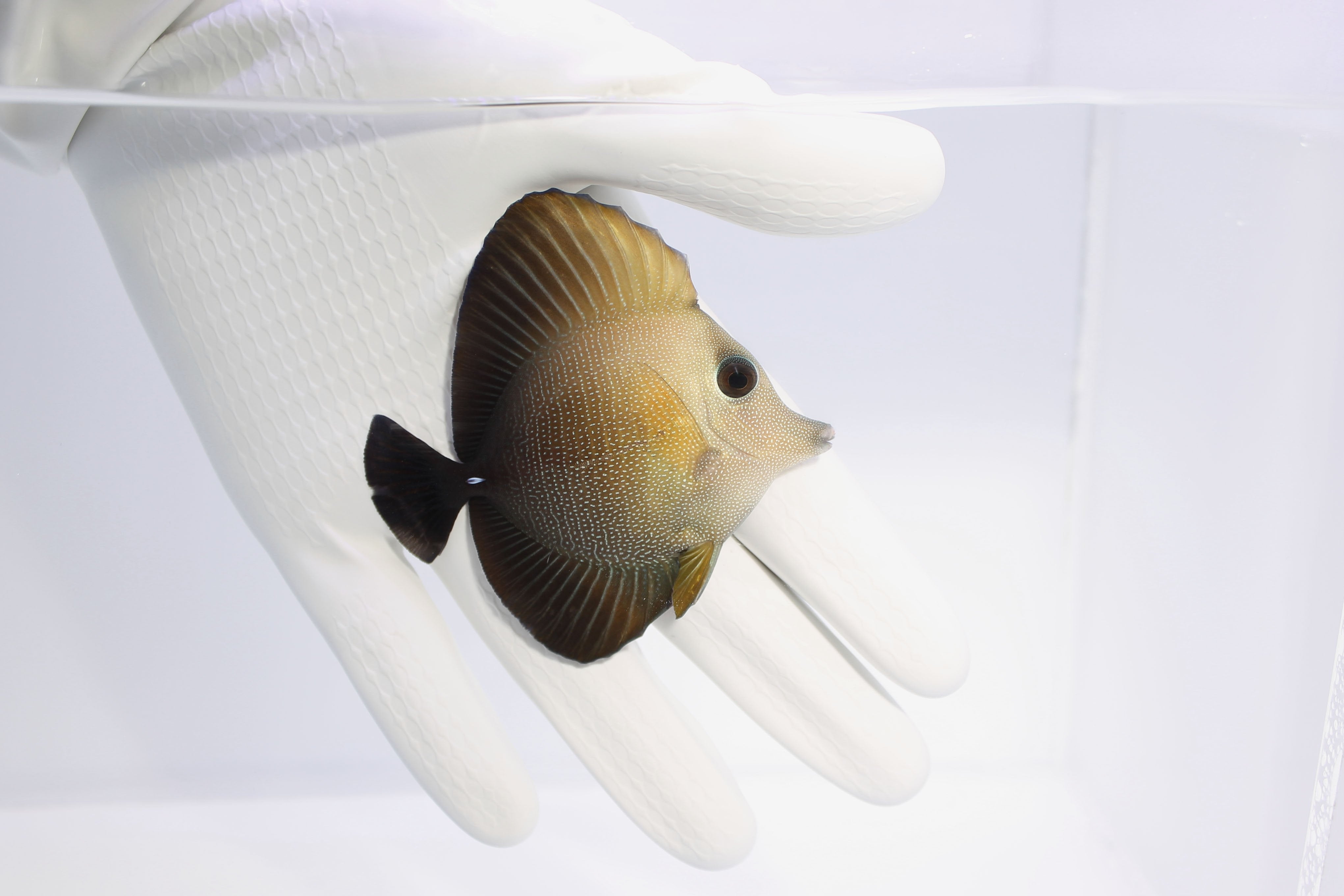 Scopas Tang Zebrasoma scopas grazing algae in reef aquarium
Quarantined Scopas Tang for sale from TSM Aquatics
Brown-bodied Scopas Tang swimming in peaceful saltwater tank
Hardy algae-eating tang with gradient body coloration