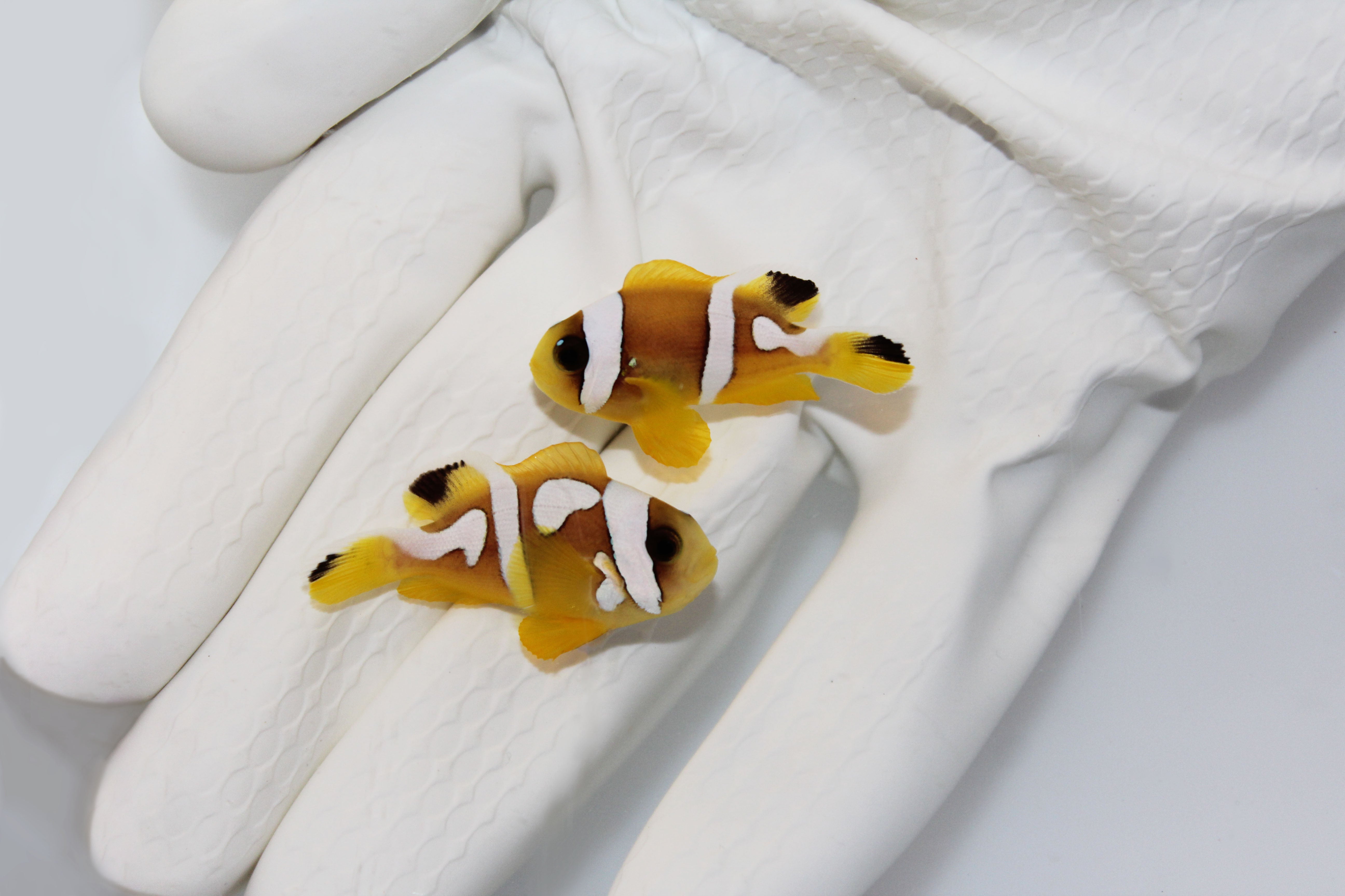 Spotcinctus Clownfish Amphiprion bicinctus fully quarantined fish
Two Band Clownfish orange body with white bands swimming in reef tank
Amphiprion bicinctus Spotcinctus Clownfish close up
Spotcinctus Clownfish from TSM Aquatics healthy and conditioned
Red Sea Clownfish Amphiprion bicinctus in aquarium