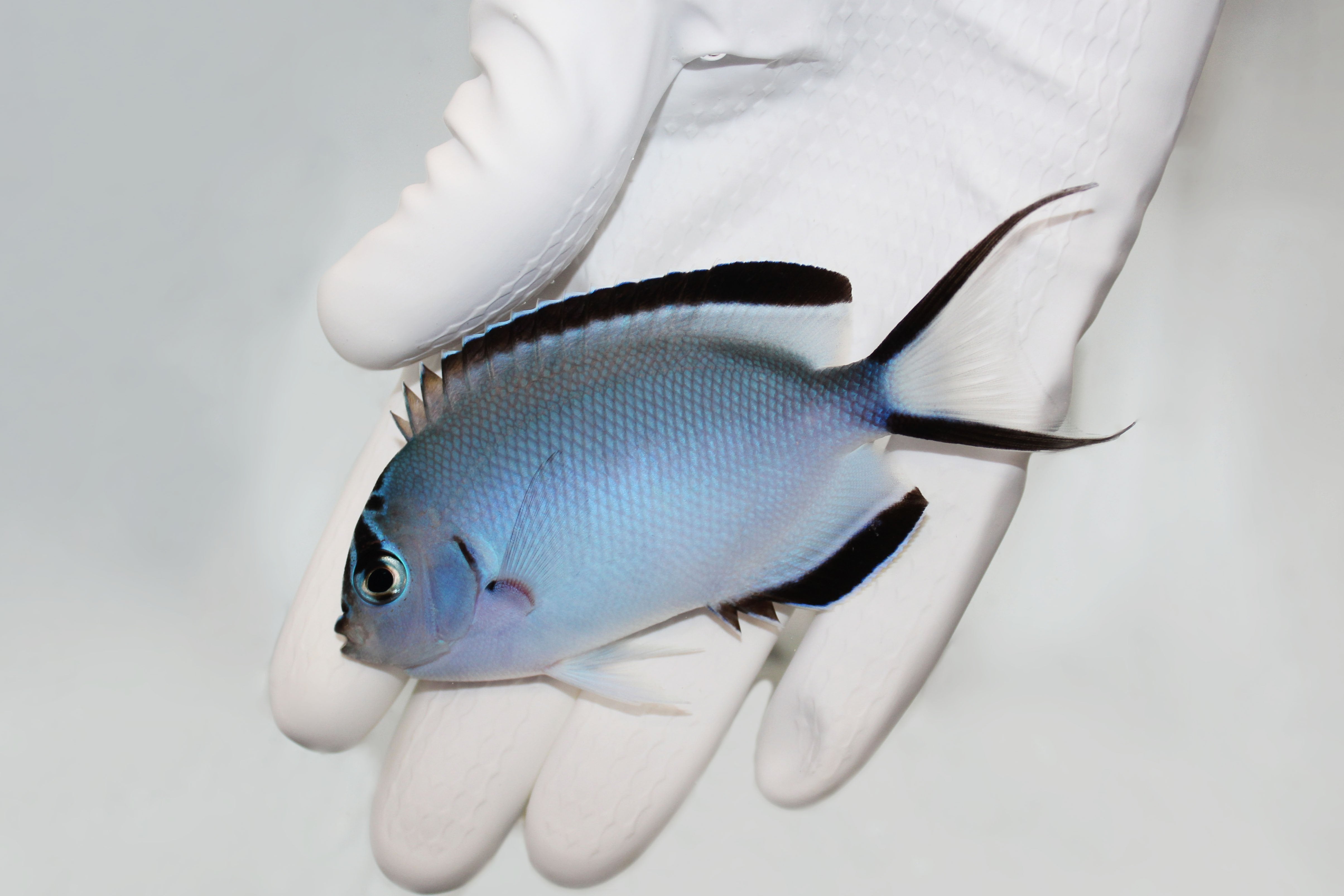 Watanabei angelfish Genicanthus watanabei swimming in reef aquarium
Quarantined Watanabei angelfish for sale from TSM Aquatics
Reef-safe swallowtail angelfish with blue body and stripes
Male and female Watanabei angels in community reef tank