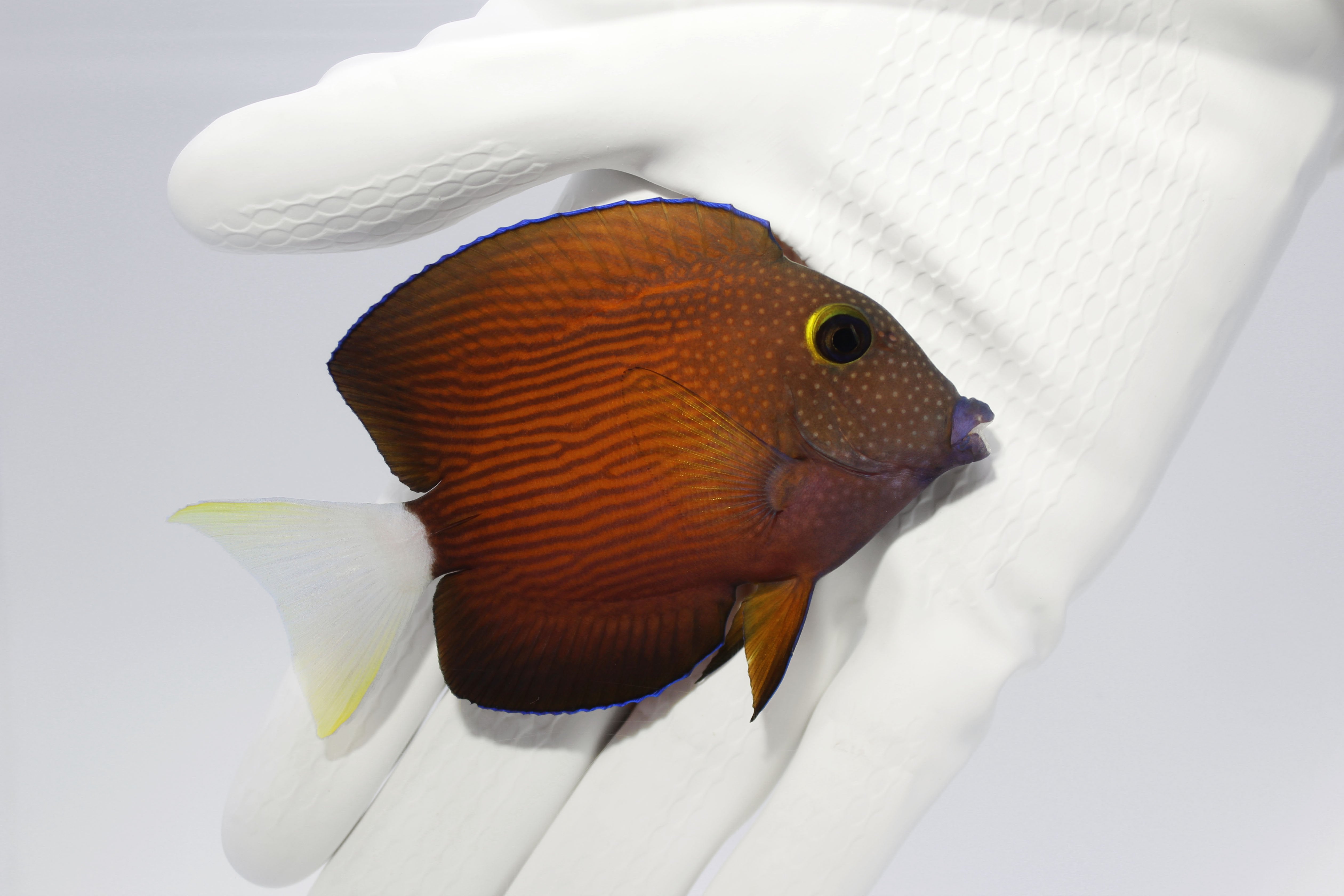 Whitetail Bristletooth Tang grazing algae in reef aquarium
Quarantined Whitetail Bristletooth Tang for sale from TSM Aquatics
Reef-safe herbivore tang with white tail in saltwater tank
Healthy Whitetail Bristletooth Tang swimming over live rock