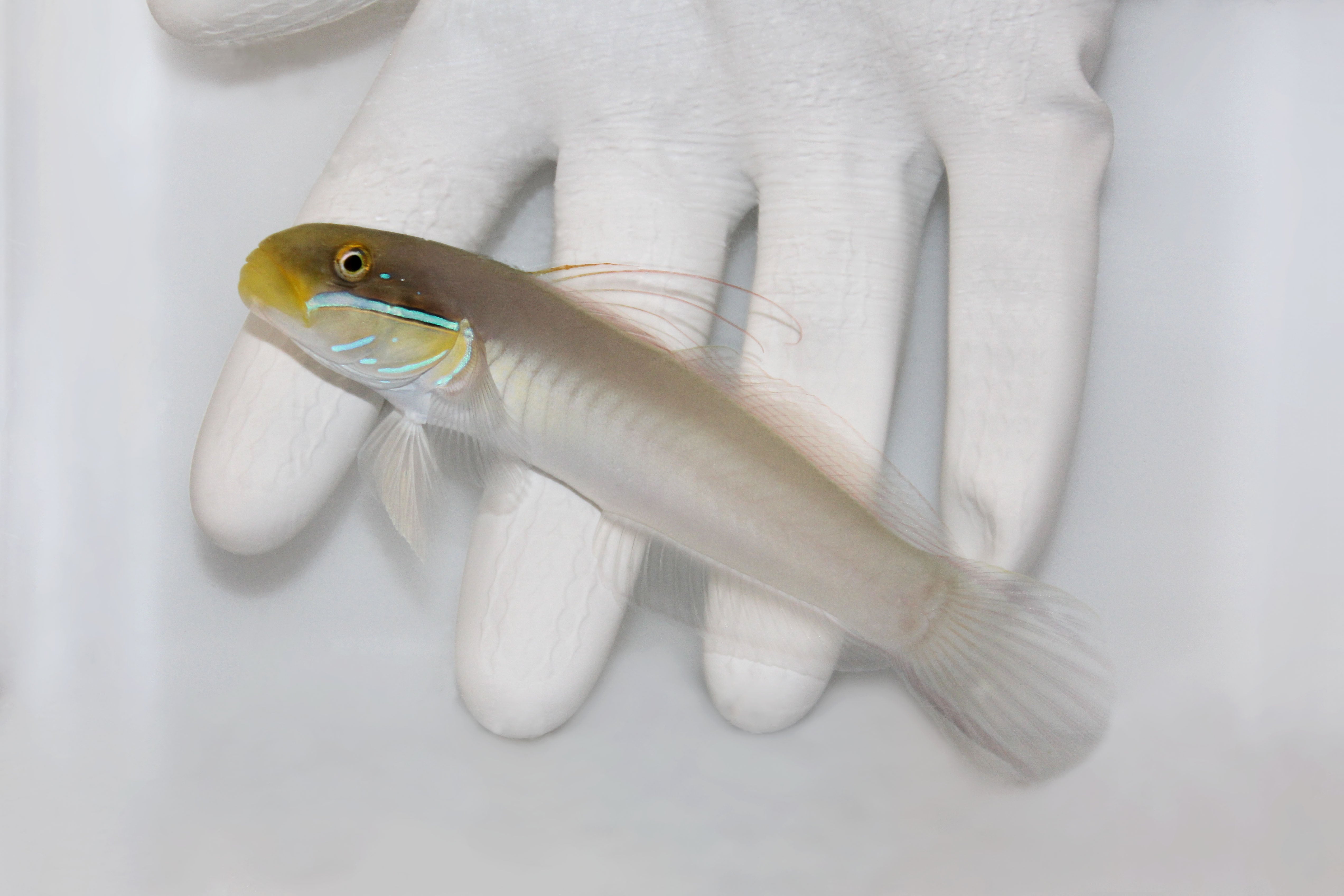 Gold Head Sleeper Goby Valenciennea strigata sifting sand
Reef goby with golden head and white body in aquarium
Close up Gold Head Sleeper Goby fish on sand bed
Fully quarantined Gold Head Sleeper Goby from TSM Aquatics
Valenciennea strigata goby near live rock